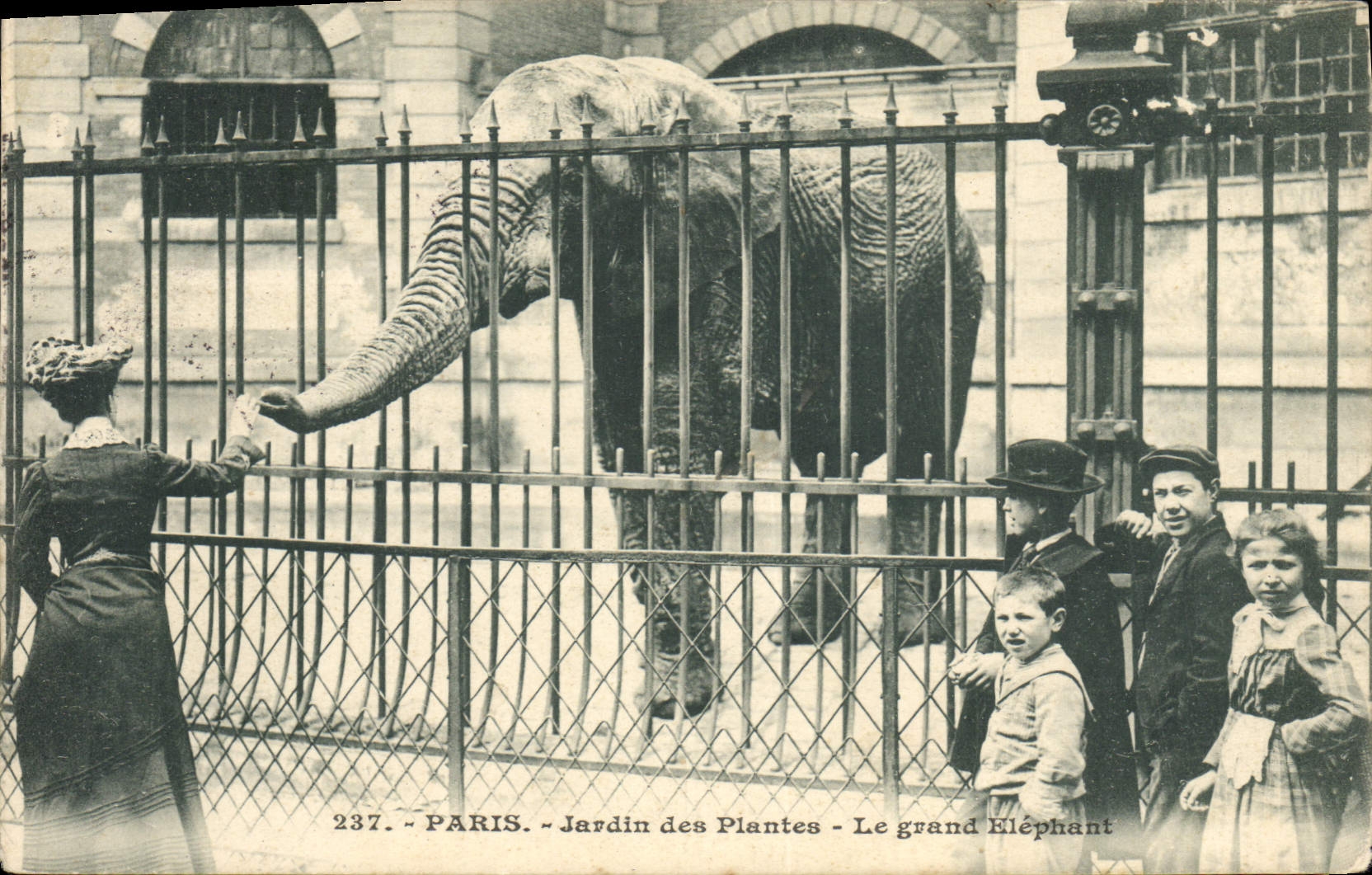 CPA Paris Jardin des Plantes Le grand elephant Enfants