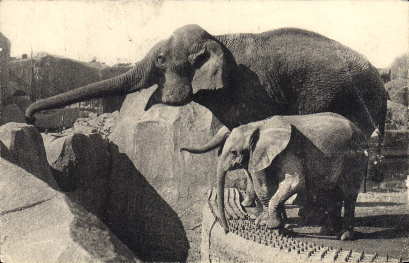 CPA Parc zoologique du Bois de Vincennes Paris Un elephant d'Asie femelle et Micheline