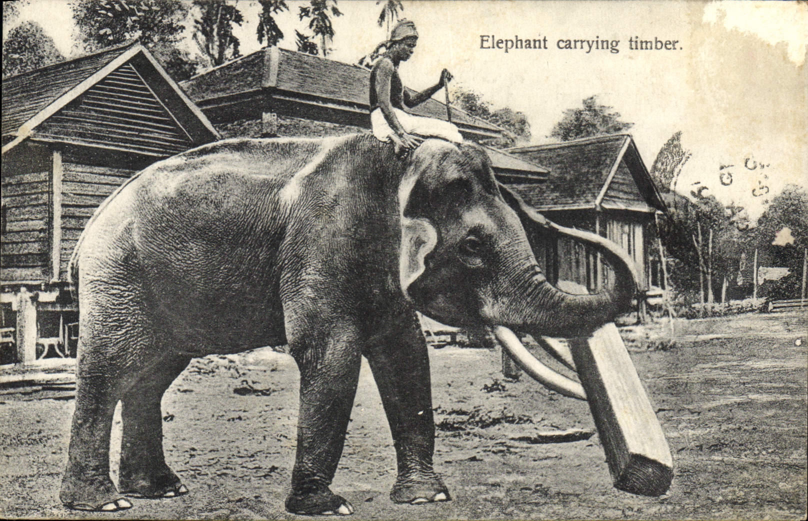 CPA Sri Lanka Elephant carrying Timber