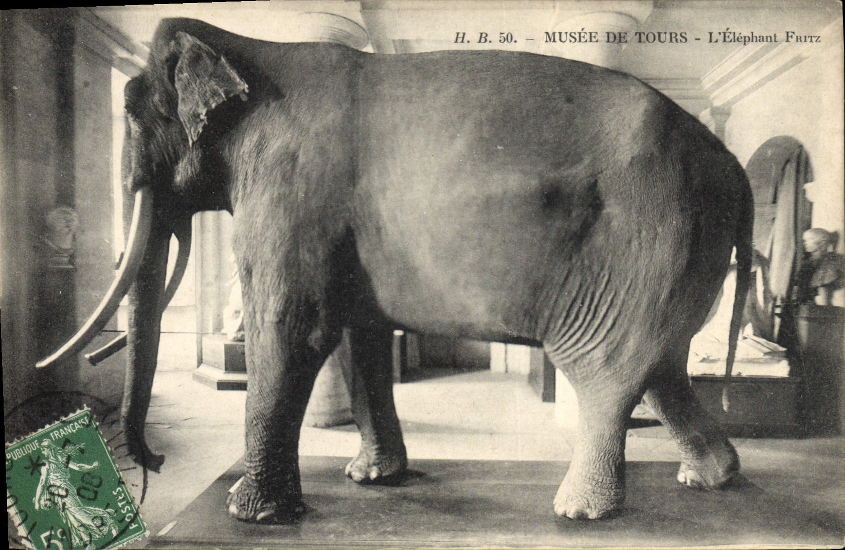 CPA Musee de Tours L'elephant Fritz