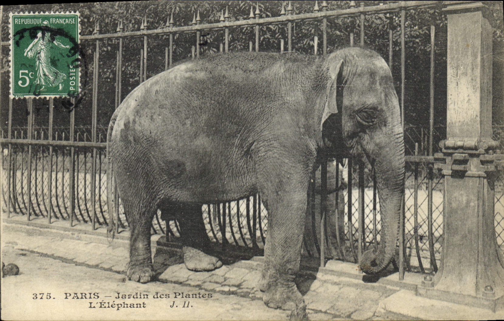CPA Elephant Paris Jardin des plantes L'elephant