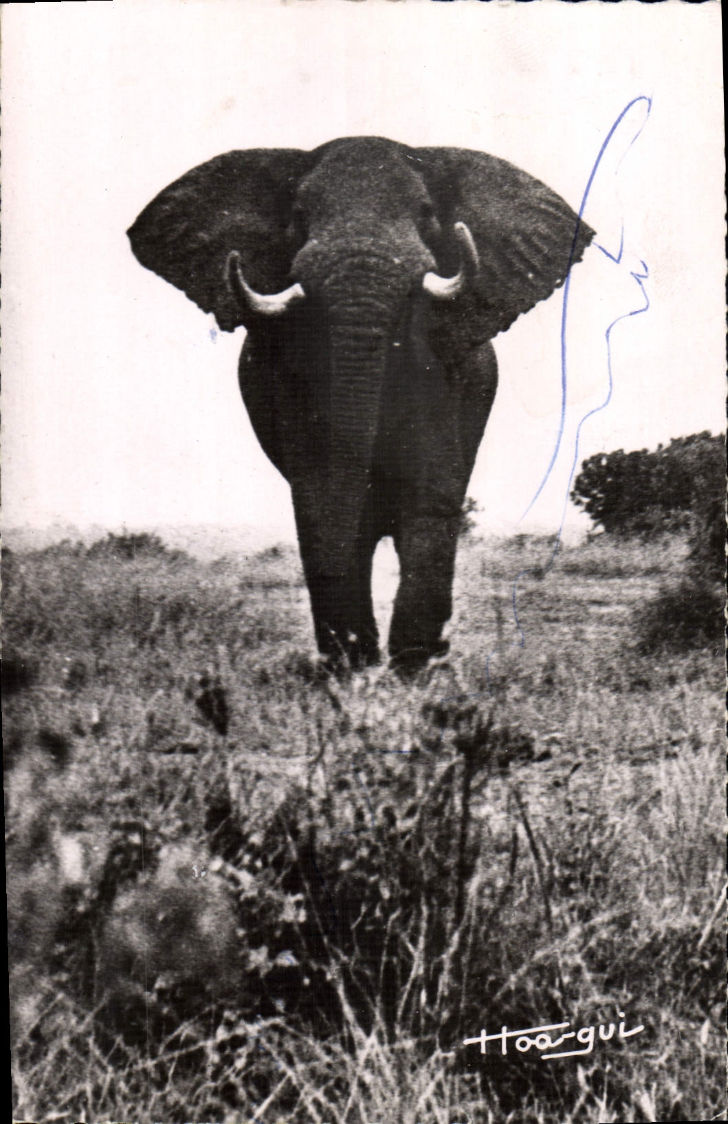 CPM Elephant 