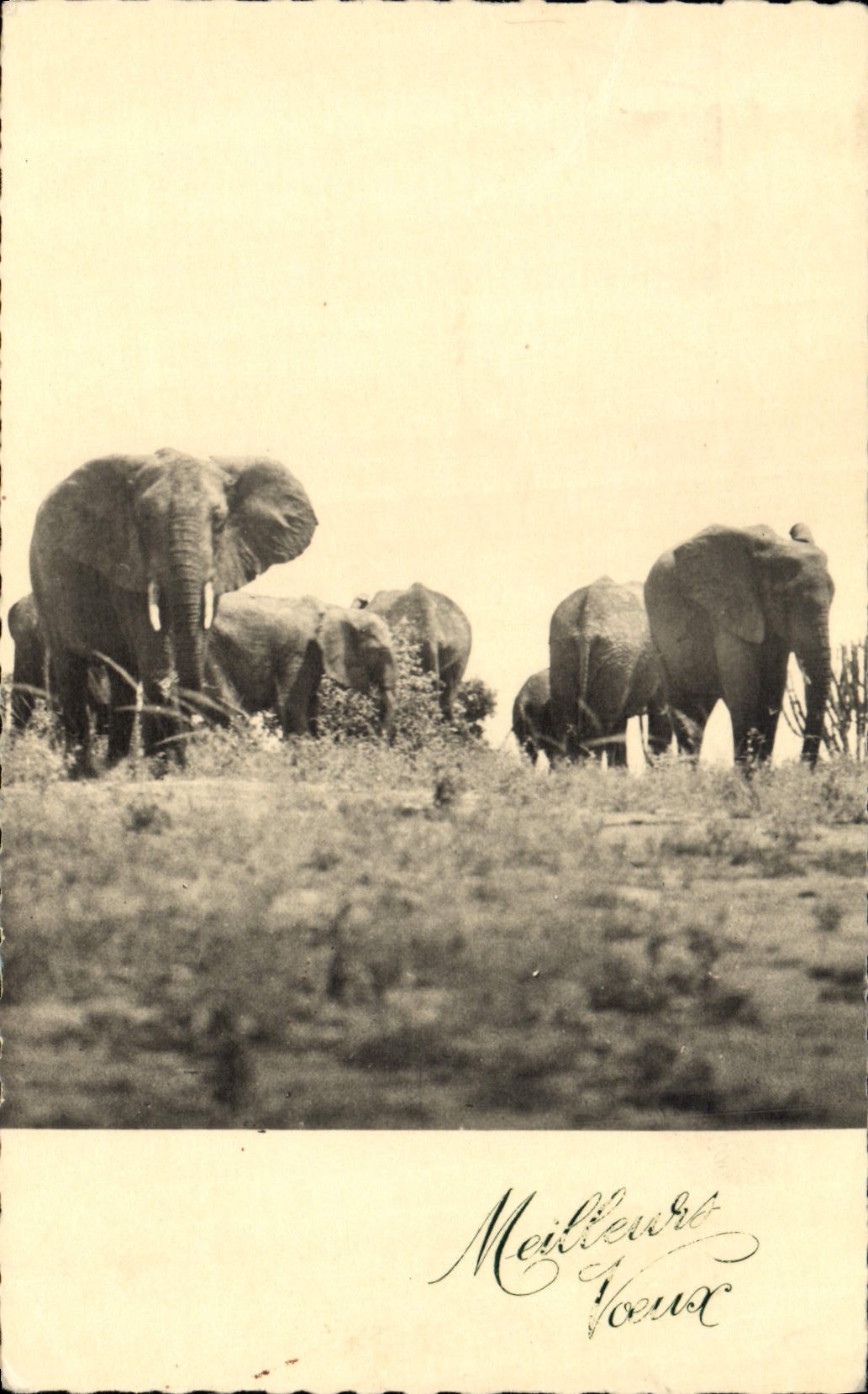 CPM Elephant 