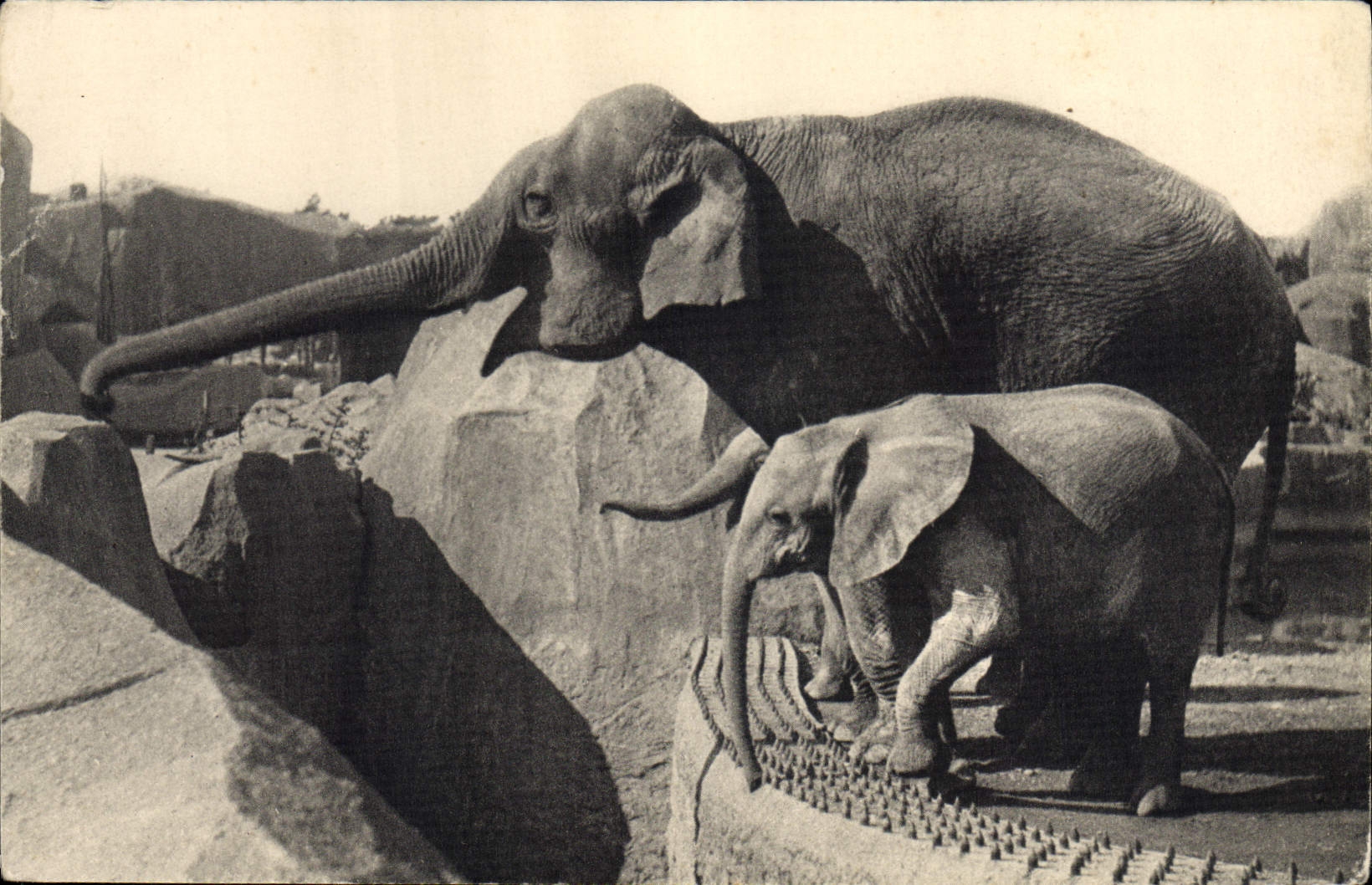 CPA Elephant Parc Zoologique du Bois de Vincenens Zoo Paris Micheline 