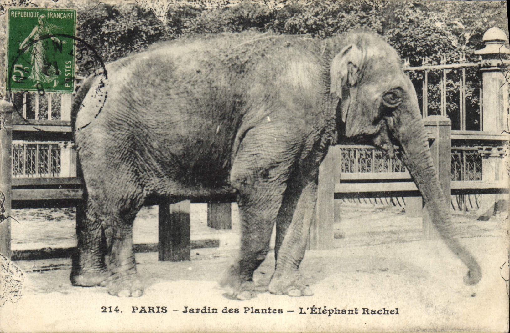 CPA Elephant Paris Jardin des plantes L'elephant Rachel 