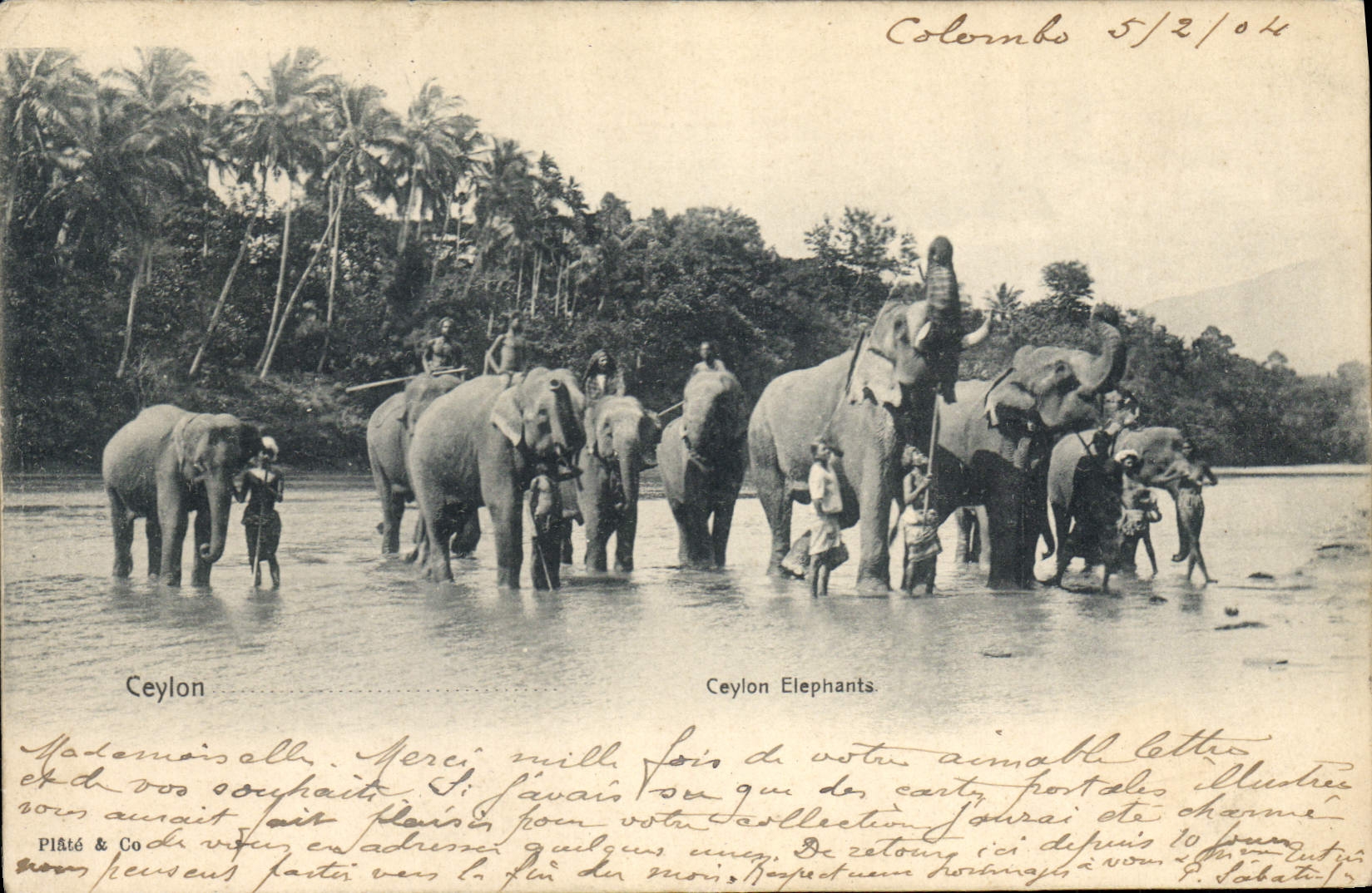 CPA Elephant Ceylon Elephants 