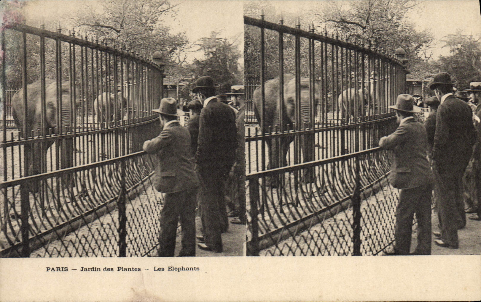 CPA Elephant Paris Jardin des plantes Les elephants