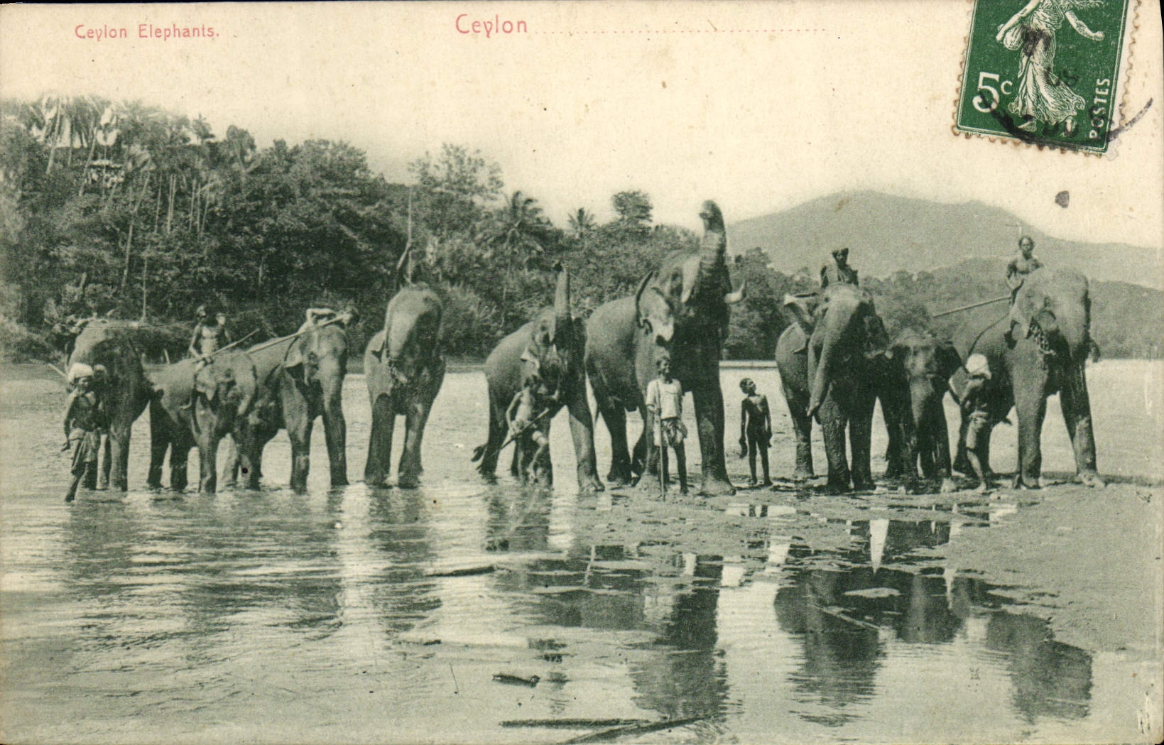 CPA Elephant Ceylon elephants 
