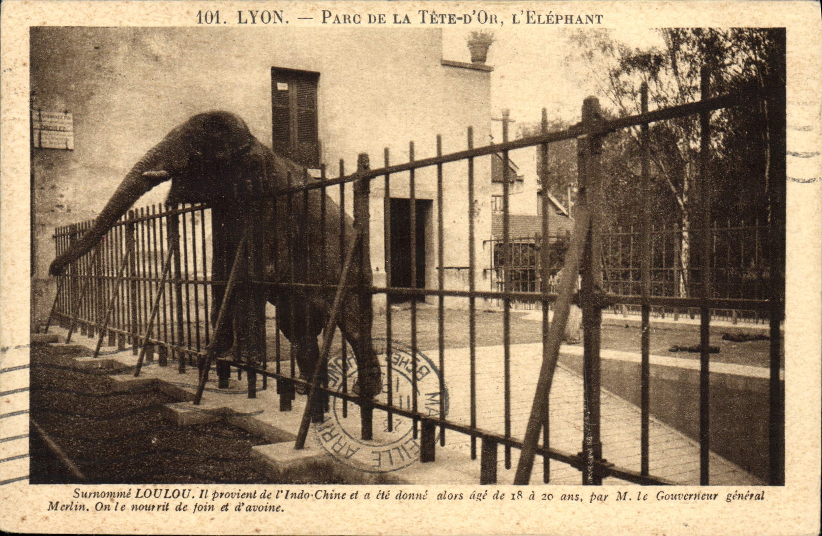CPA Elephant Lyon Parc de la Tete d'Or Loulou