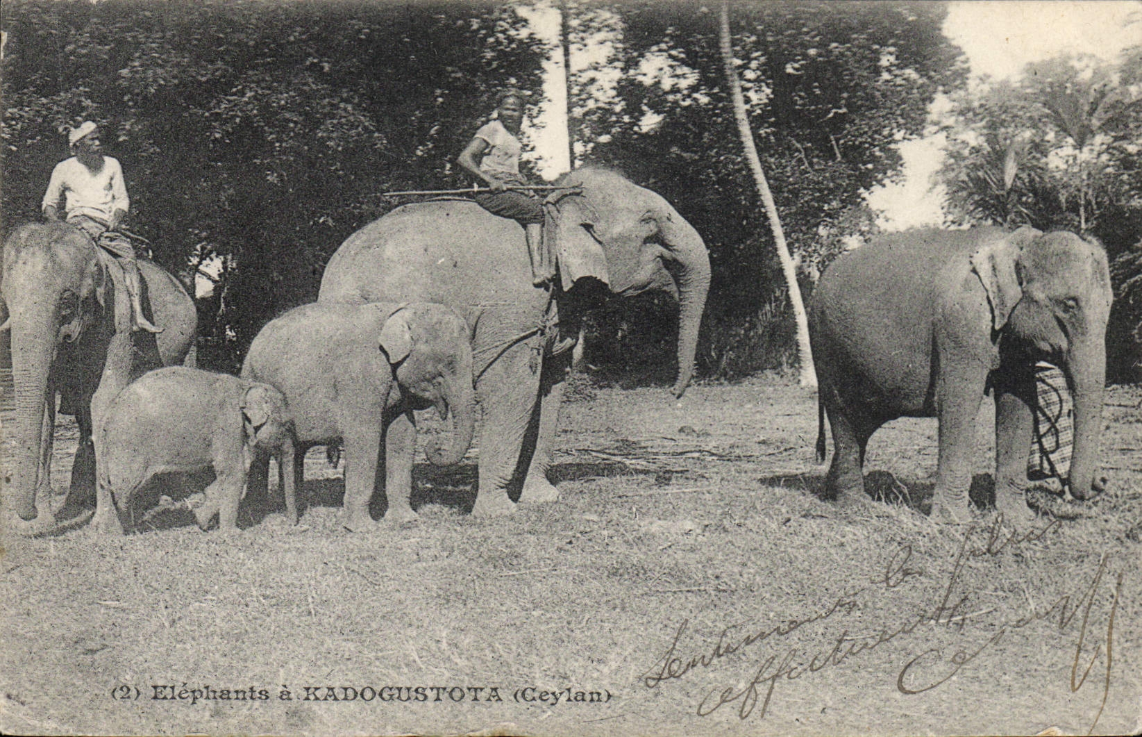 CPA Elephant Elephants a Kadogustota Ceylan 