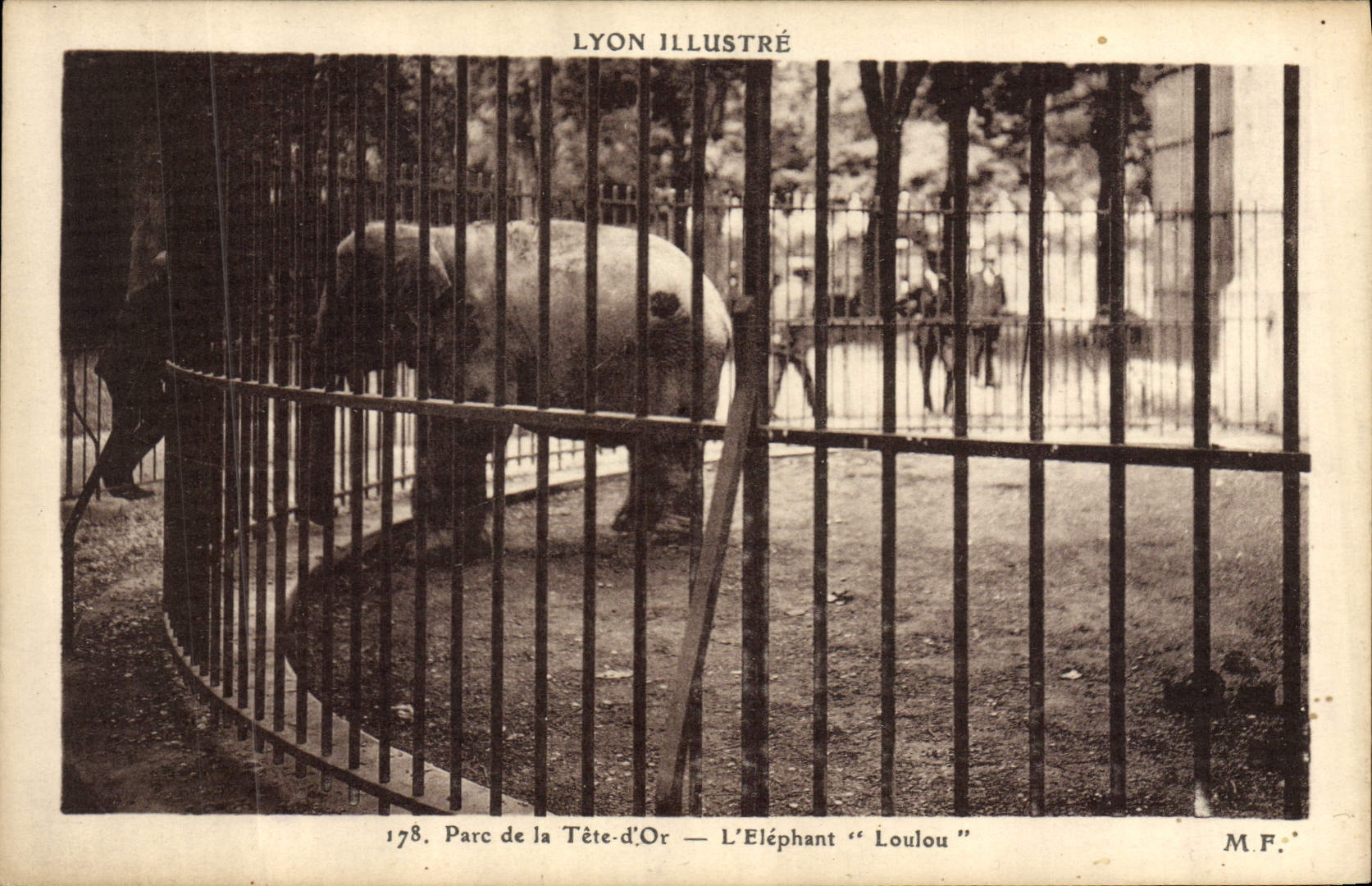 CPA Elephant Lyon Parc de la Tete d'or L'elephant Loulou 