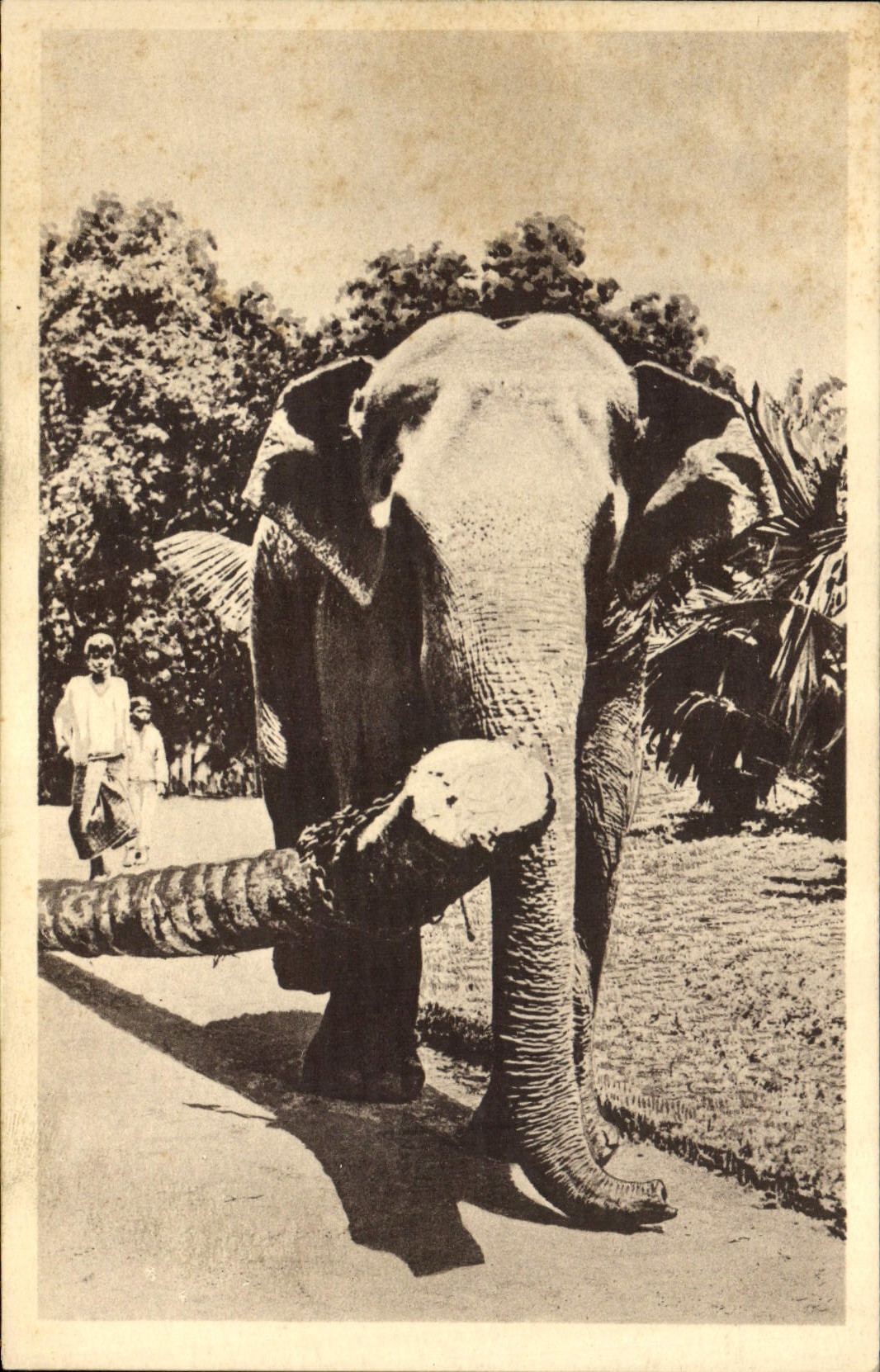 CPA Elephant Indes 