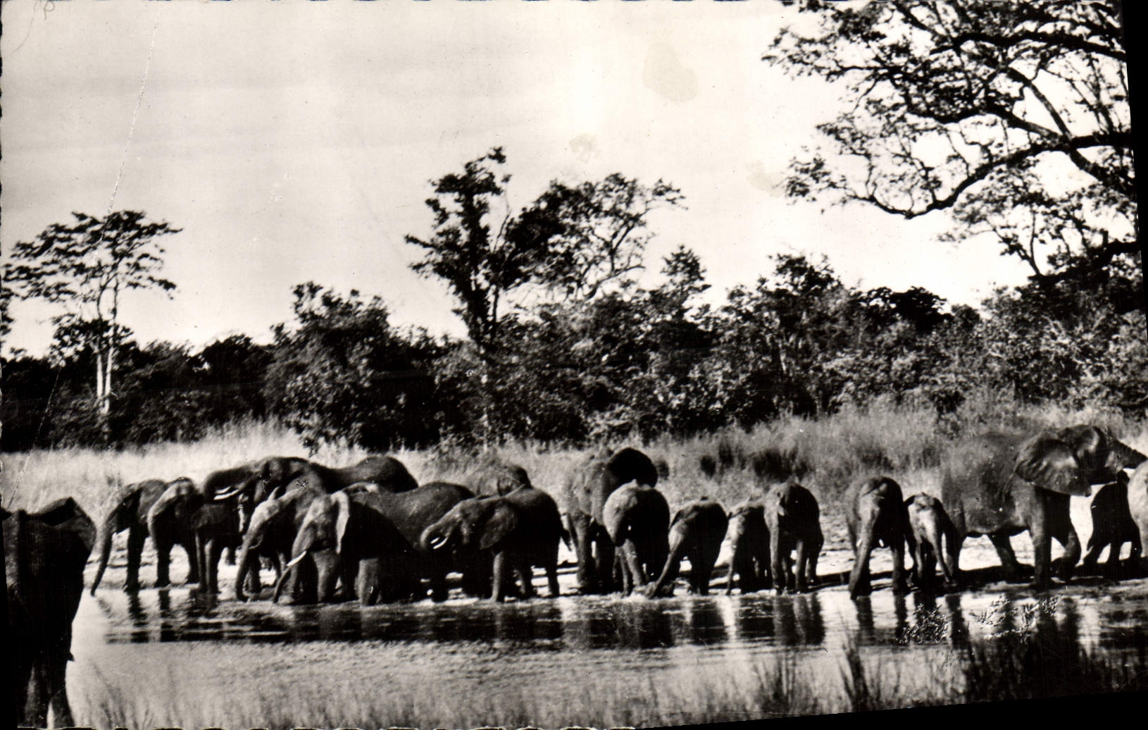 CPM Elephant Troupeau d'elephants 