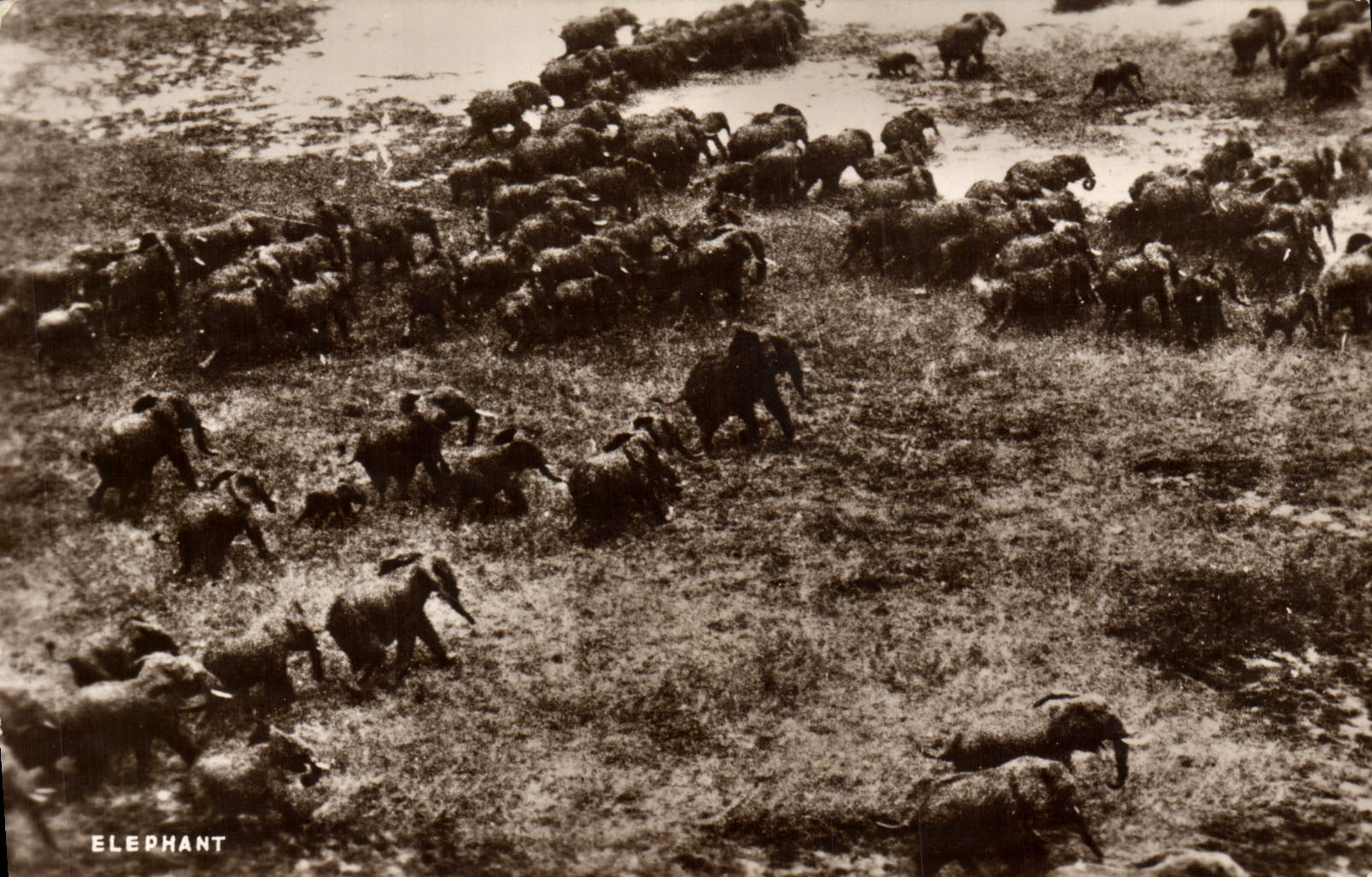 CPA Elephant Sudan Railways Atbara Elephants 