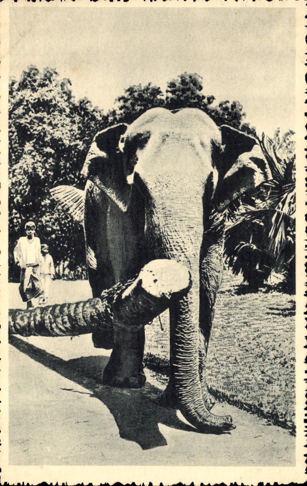 CPA Elephant Indes
