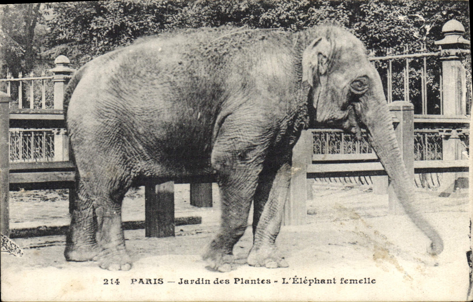 CPA Elephant femelle Paris Jardin des plantes 