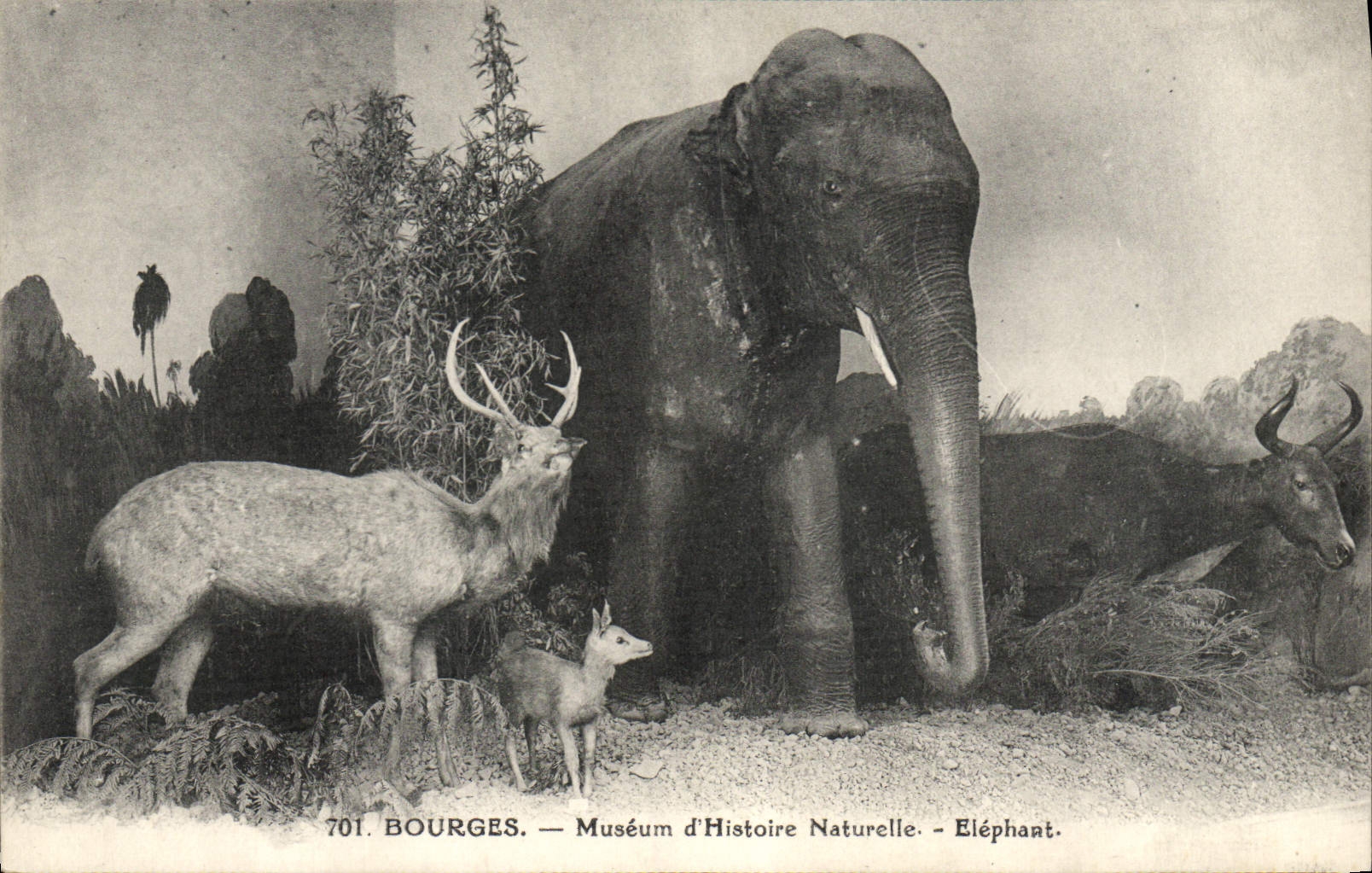 CPA Elephant Bourges Museum d'histoire naturelle Biche