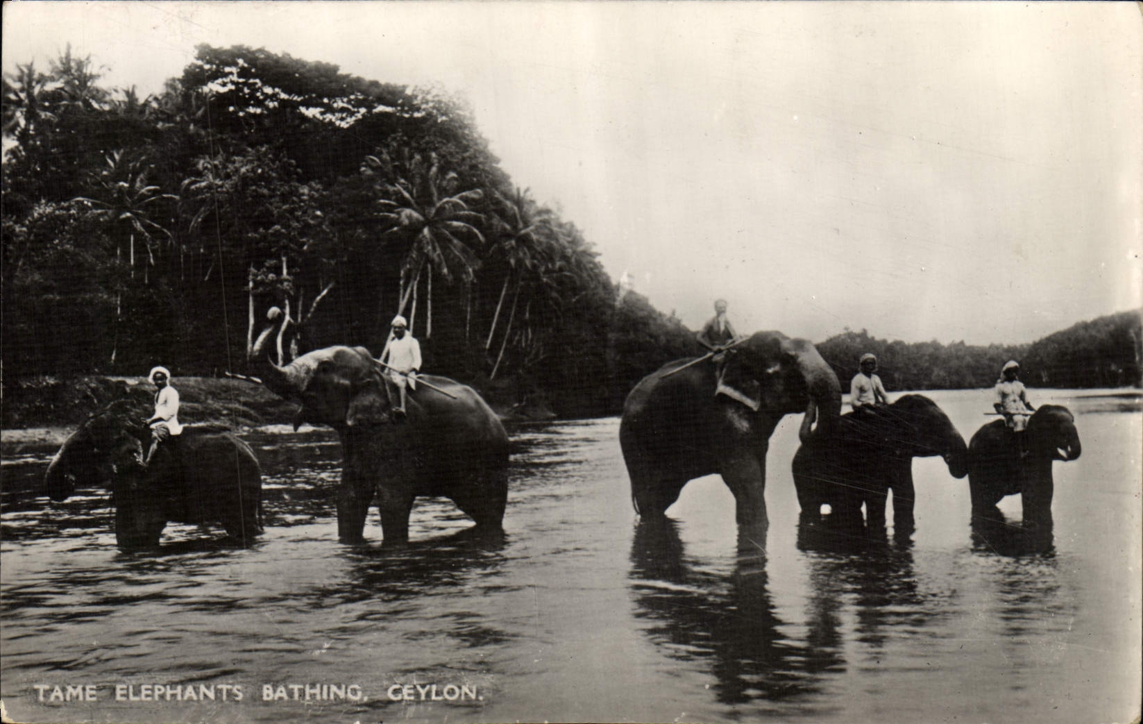 CPA Elephant Tame Elephants Bathing Ceylon