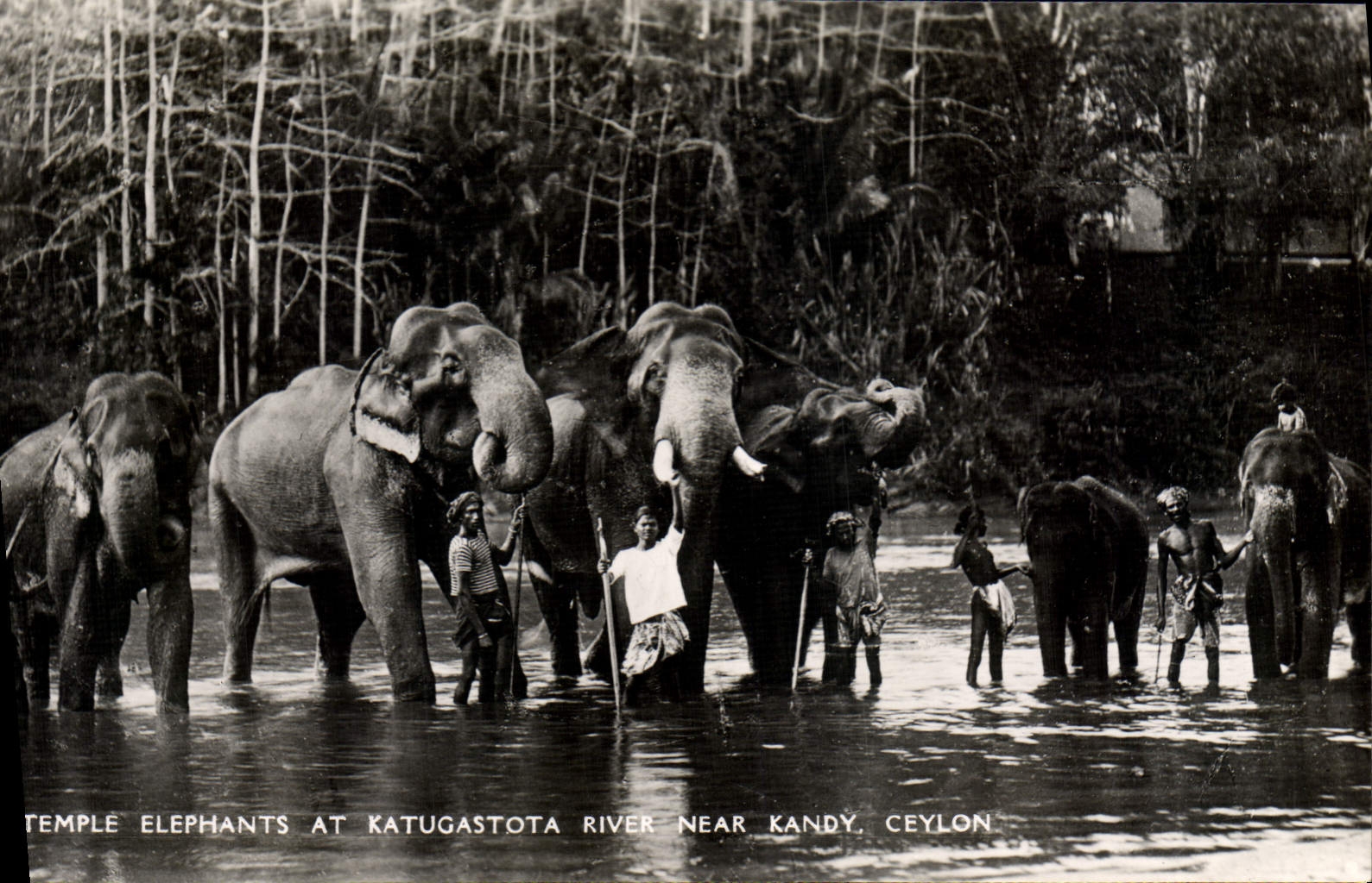 CPM Elephant Temple Elephants at Katugastota River near Kandy Ceylon