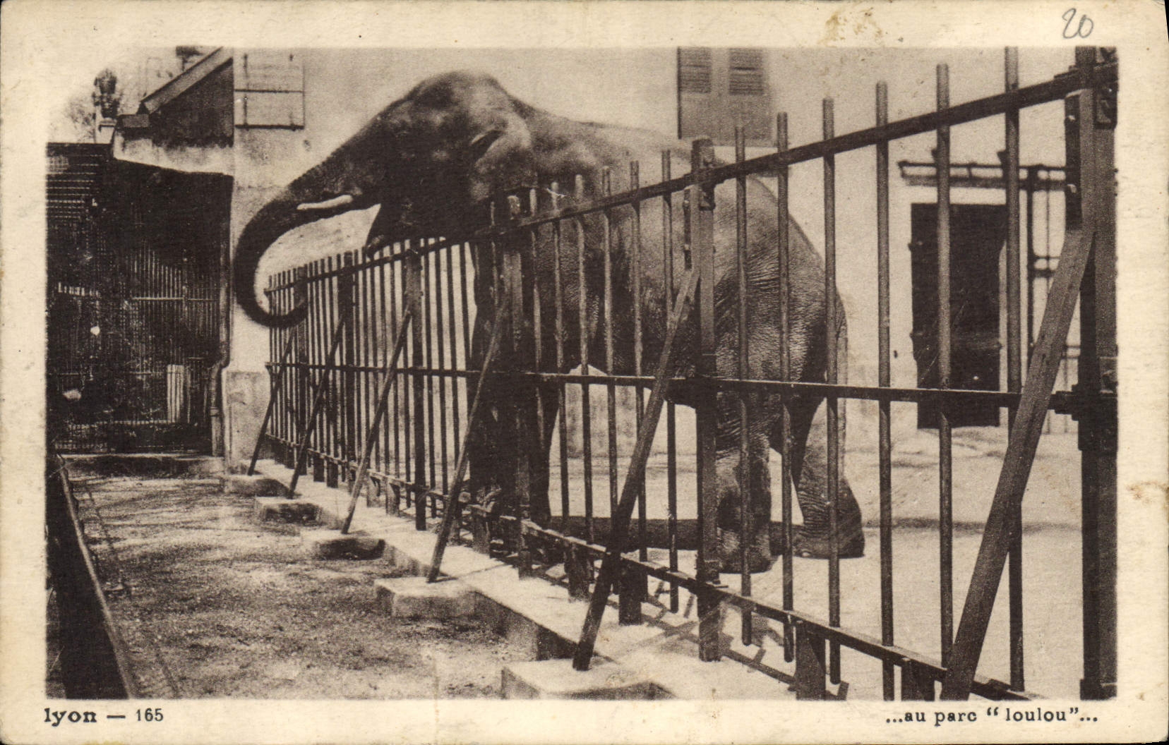 CPA Elephant Lyon Au par Loulou