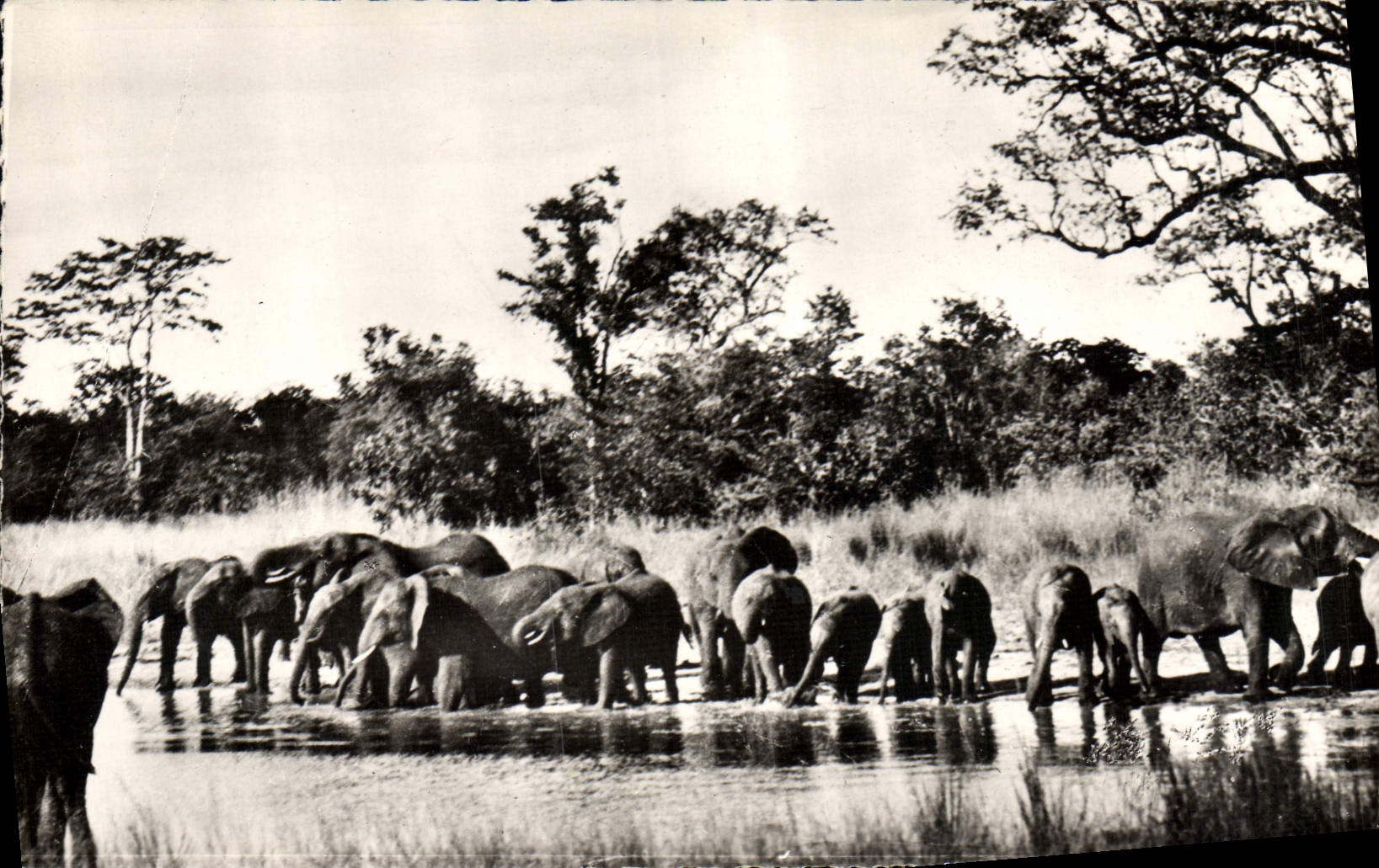 CPM Elephant Faune africaine Troupeau d'elephants
