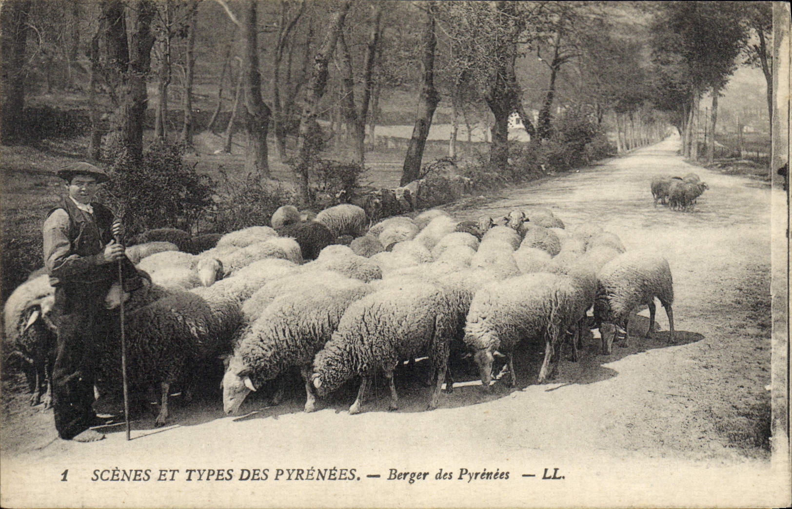 CPA Folklore Pyrenees Berger des Pyrenees Moutons 
