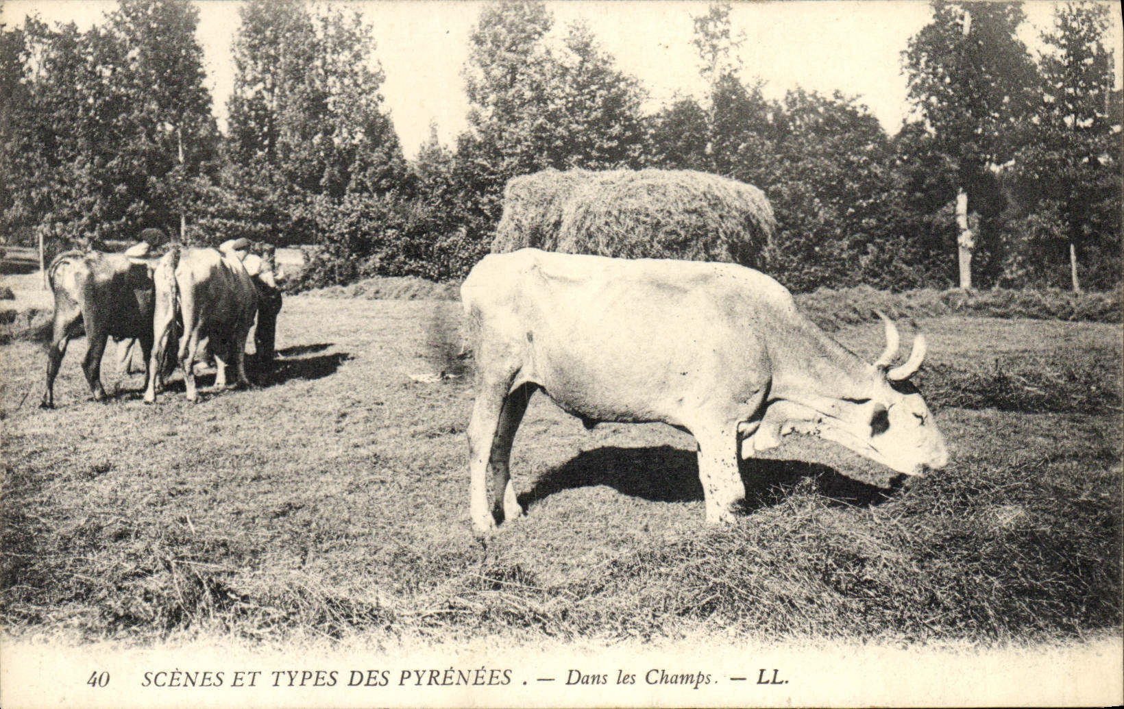 CPA Folklore Pyrenees Dans les champs Boeufs
