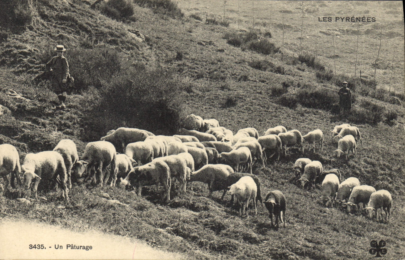 VINTAGE POSTCARD Folklore the Pyrenees Pasture Sheep