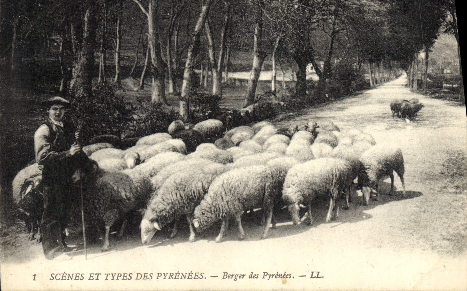CPA Folklore Pyrenees Berger des Pyrenees Moutons