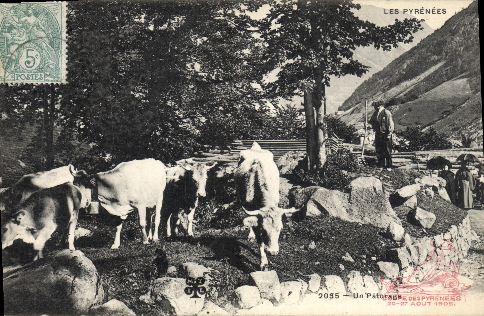 VINTAGE POSTCARD Pyrenees Folklore a pasture Cows