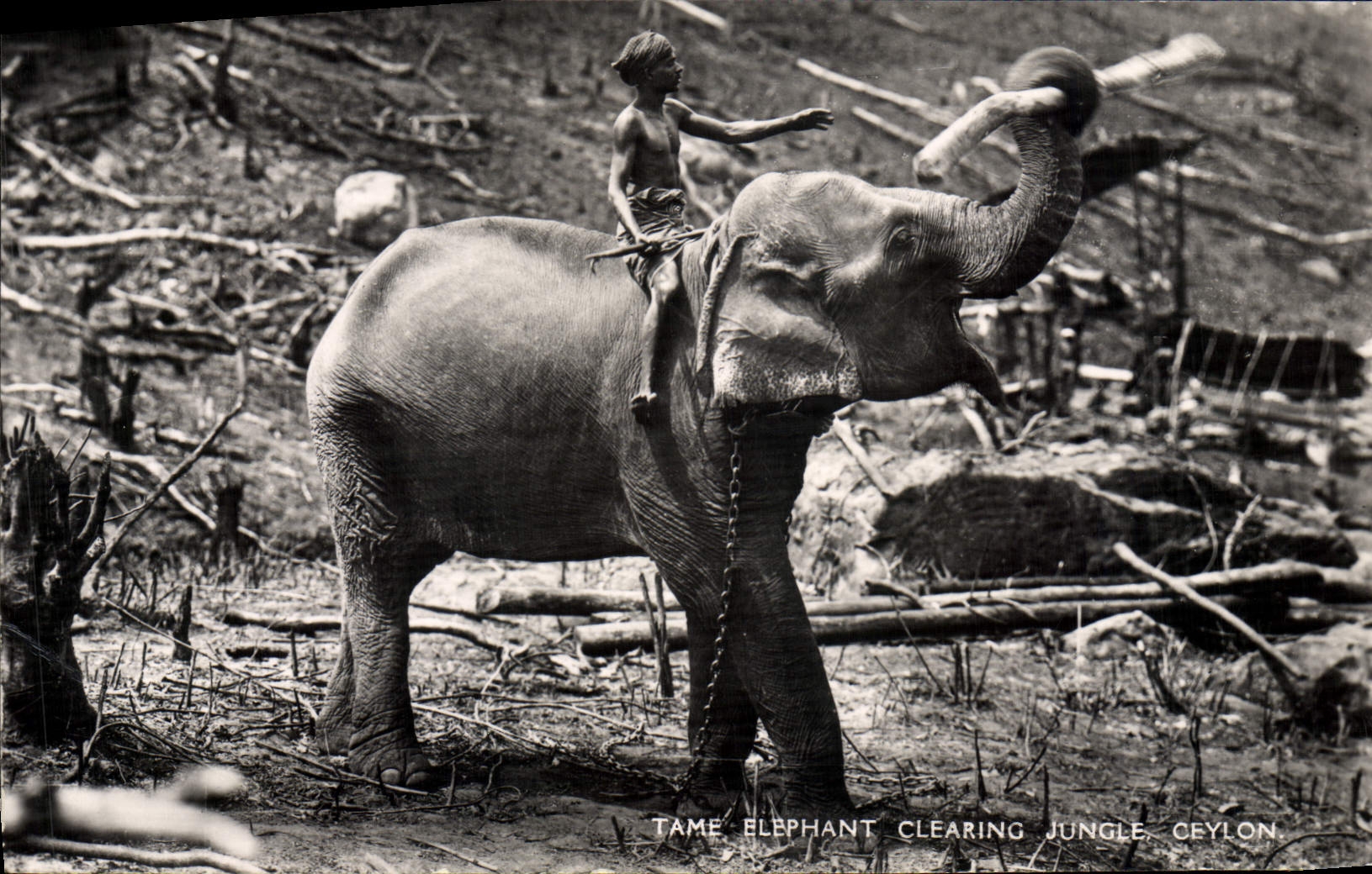 CPA Elephant clearing jungle Ceylon Sri Lanka