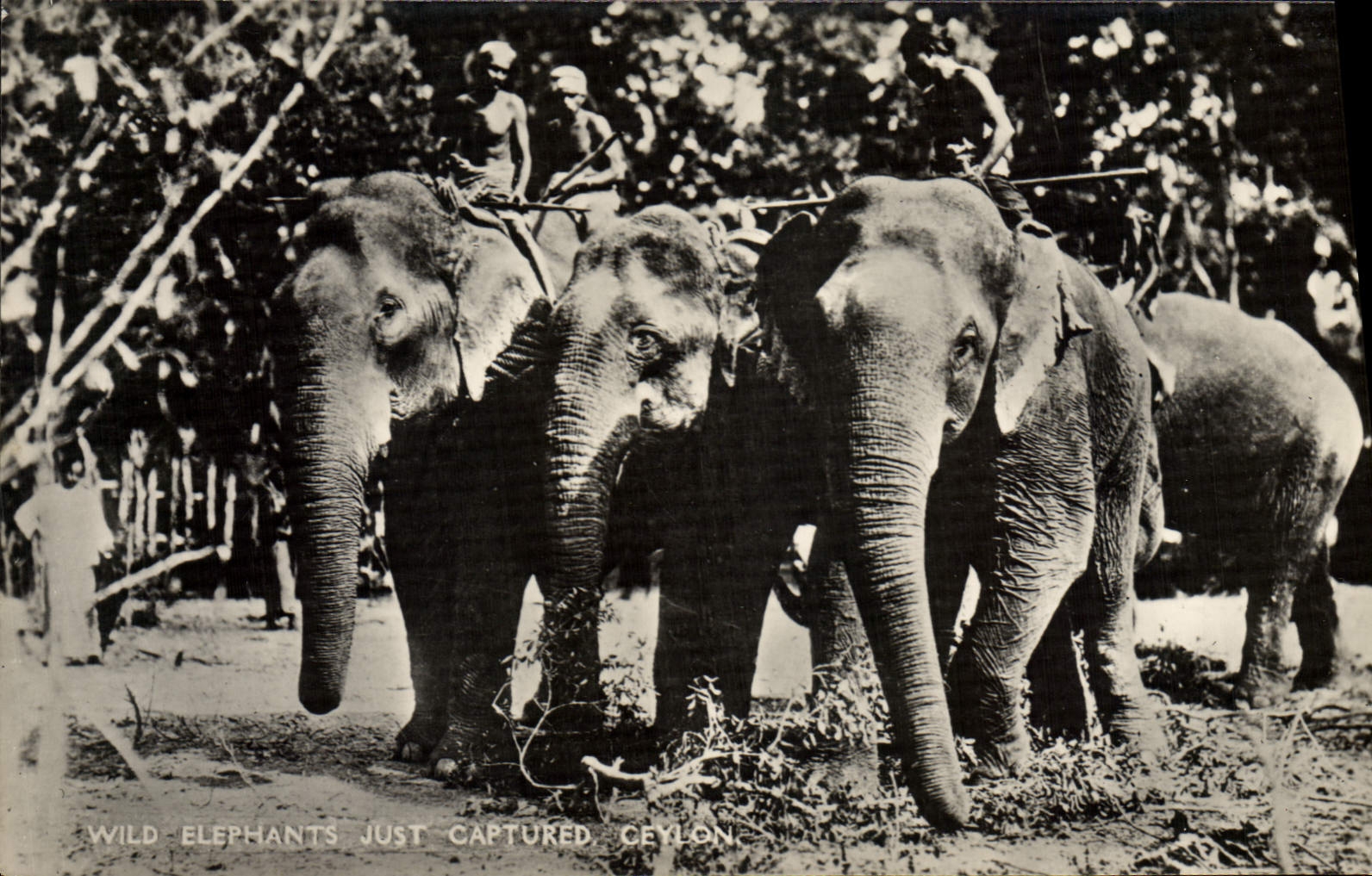 CPA Elephant Wild elephants just Captured Ceylon