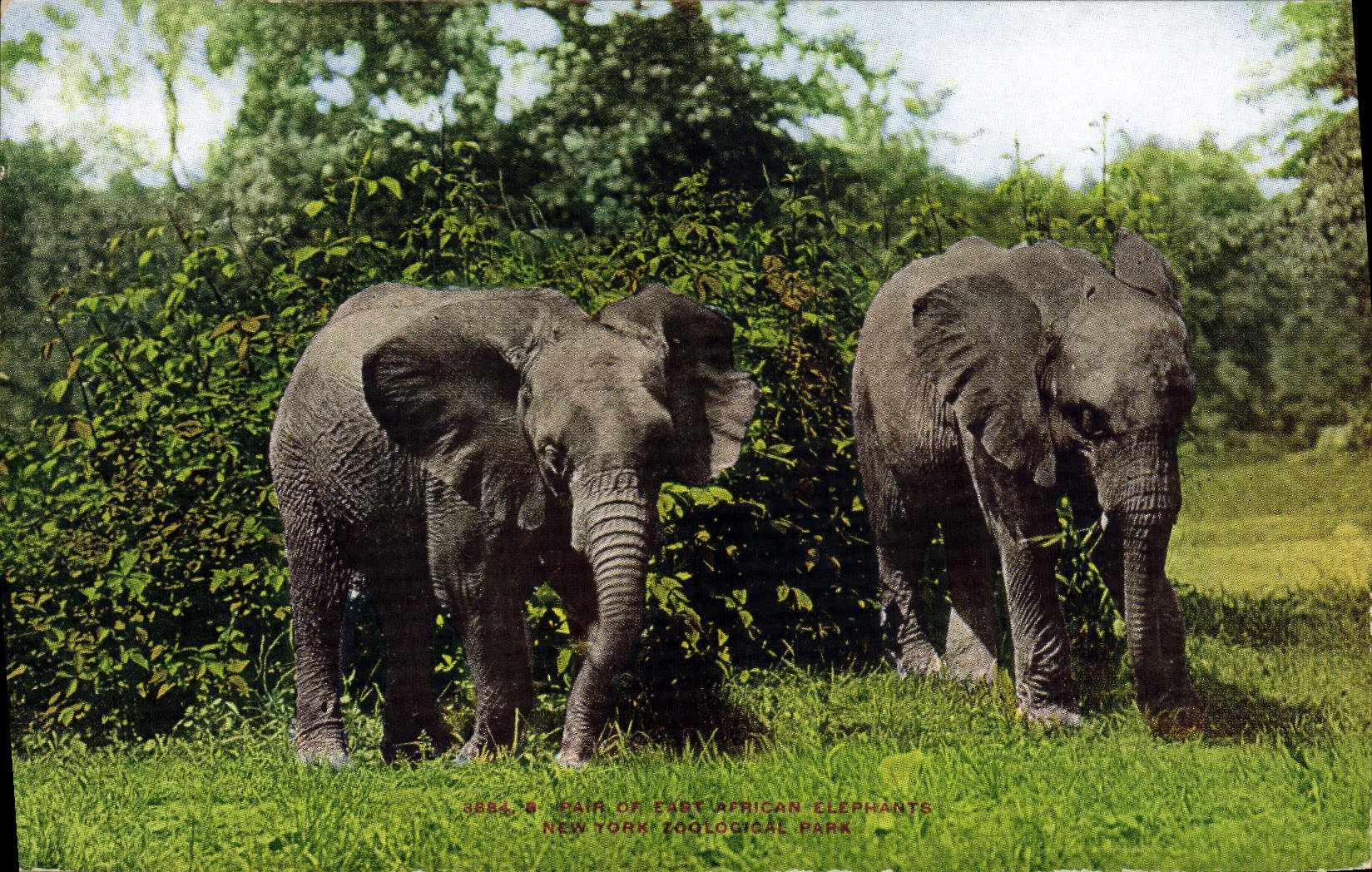 CPA Elephant New York zoological parl Zoo
