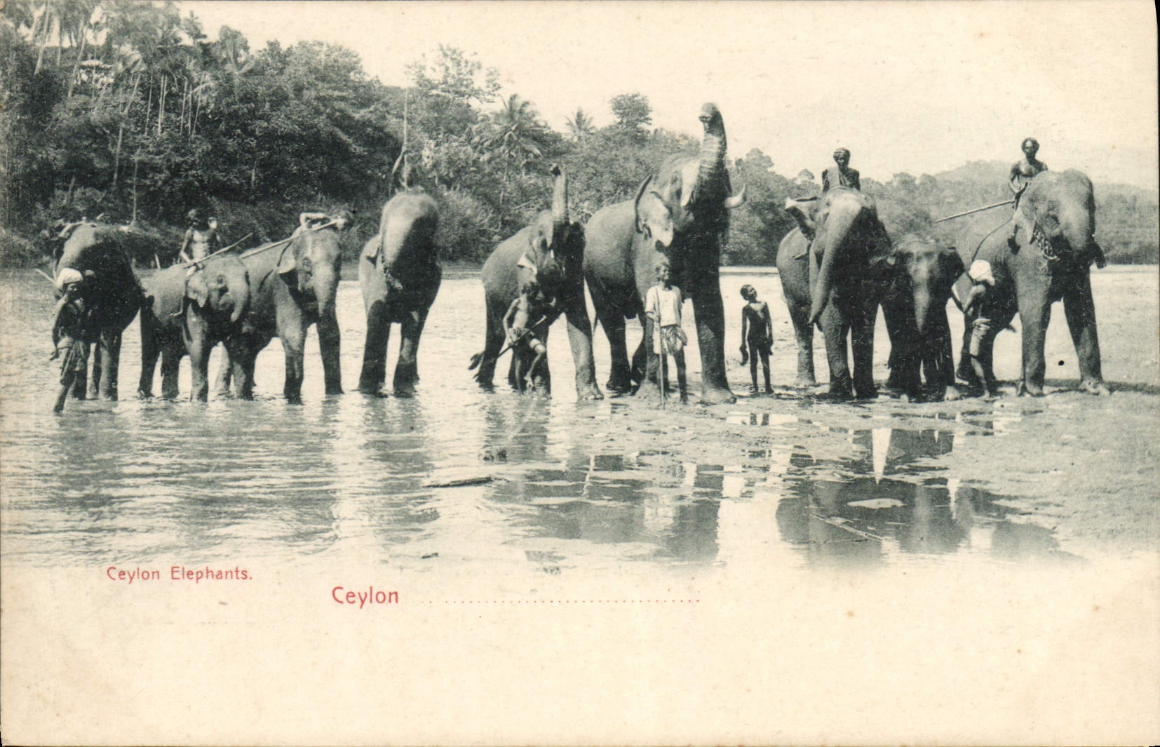 CPA Elephant Ceylon Elephants