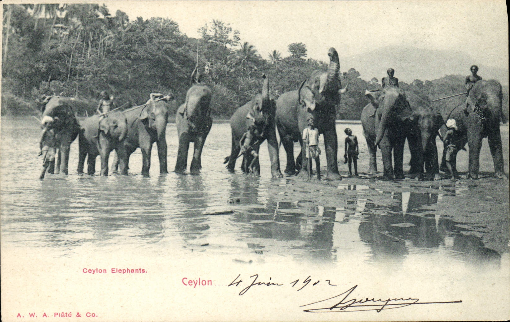 CPA Elephant Celon Elephants