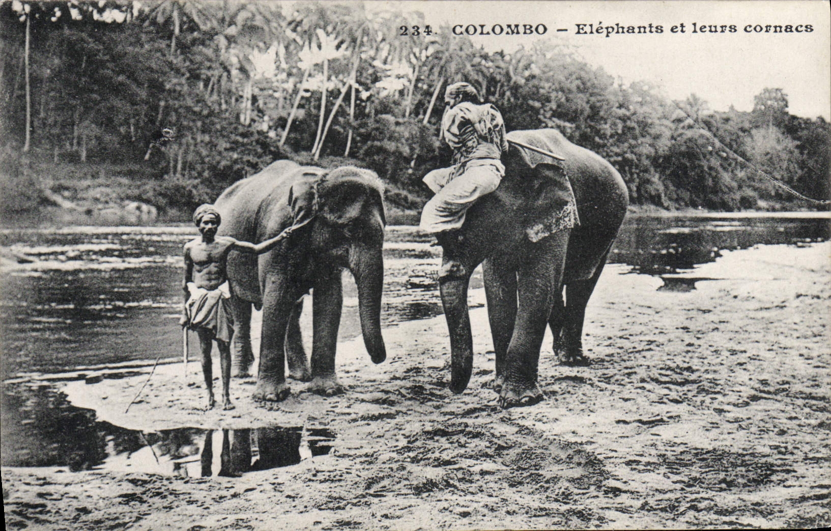CPA Elephant Colombo Elephants et leurs cornacs