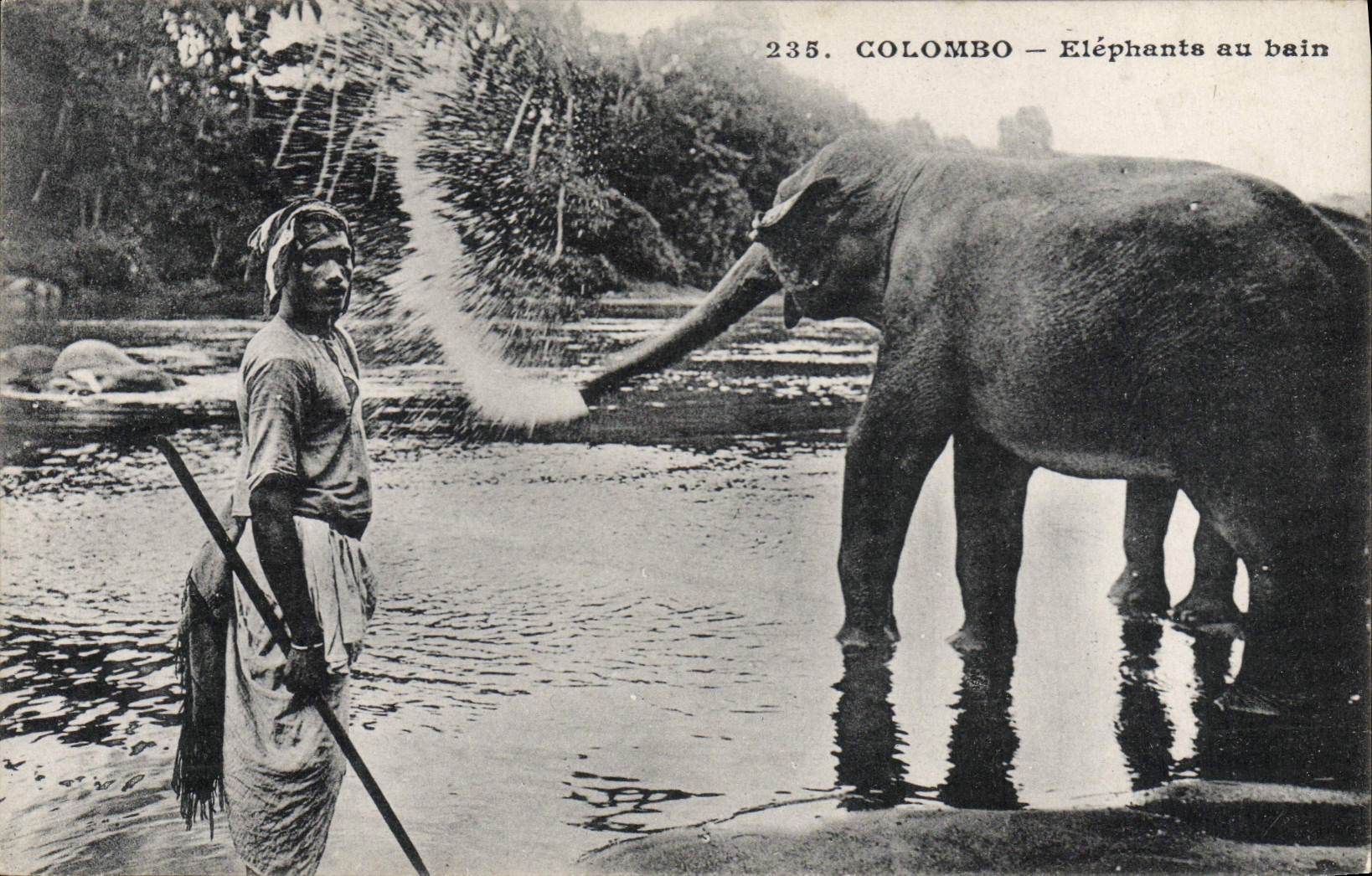 CPA Elephant Colombo Elephants au bain 