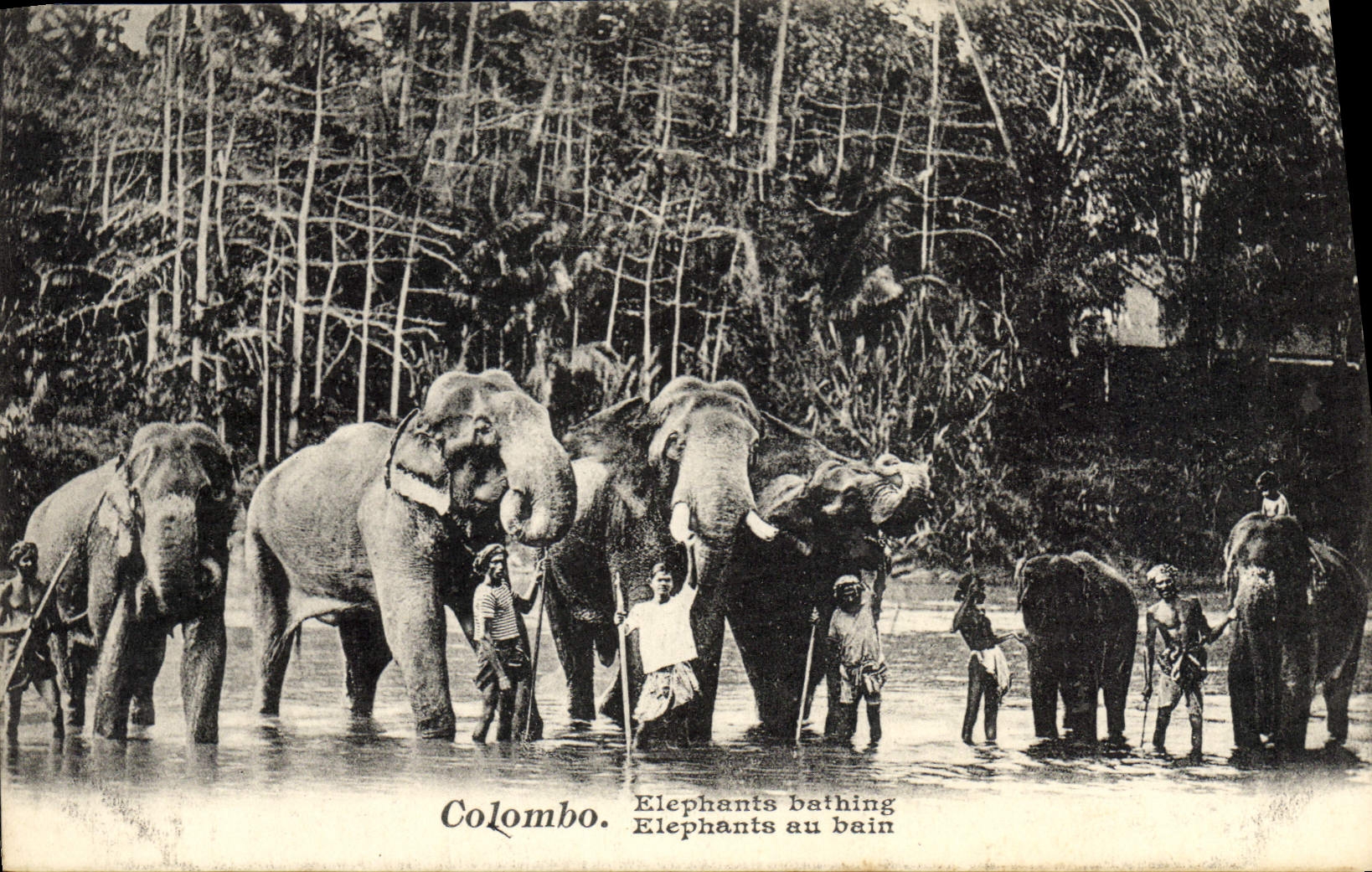 CPA Elephant Elephants au bain Colombo