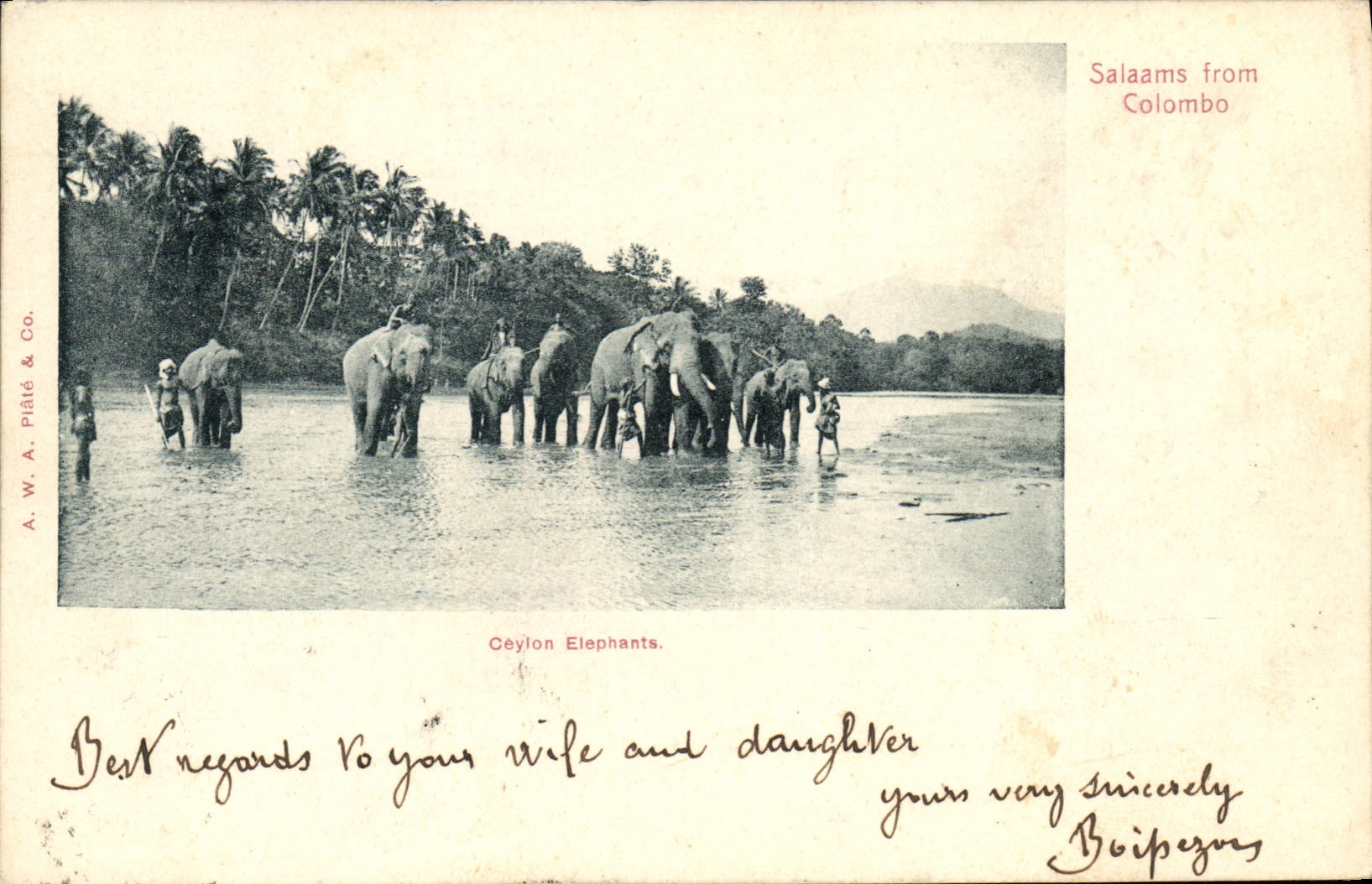 CPA Elephant Ceylon Elephants 
