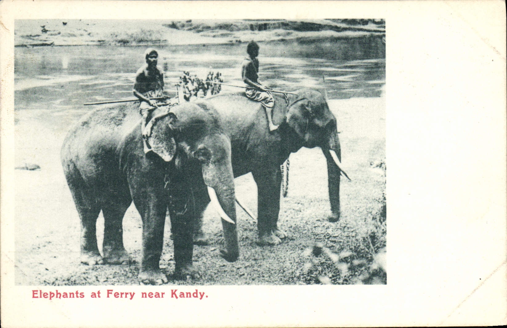 CPA Elephant Elephants at Ferry near Kandy 