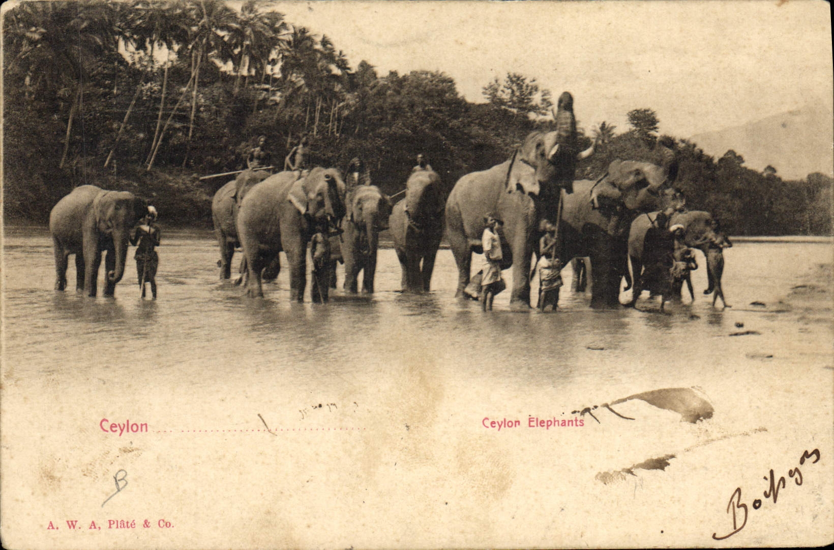 CPA Elephant Ceylon 