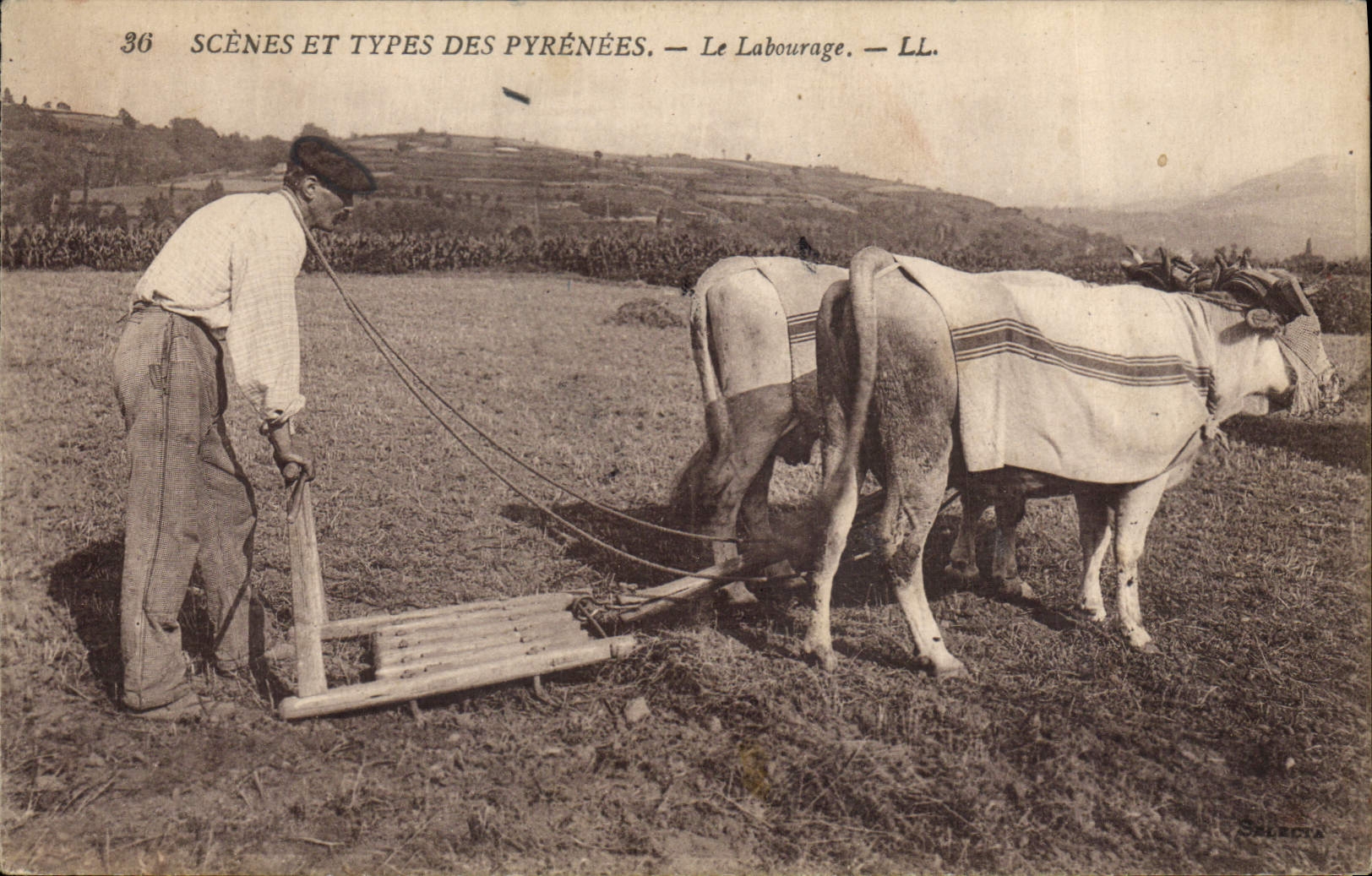 VINTAGE POSTCARD Coach tilling Oxen