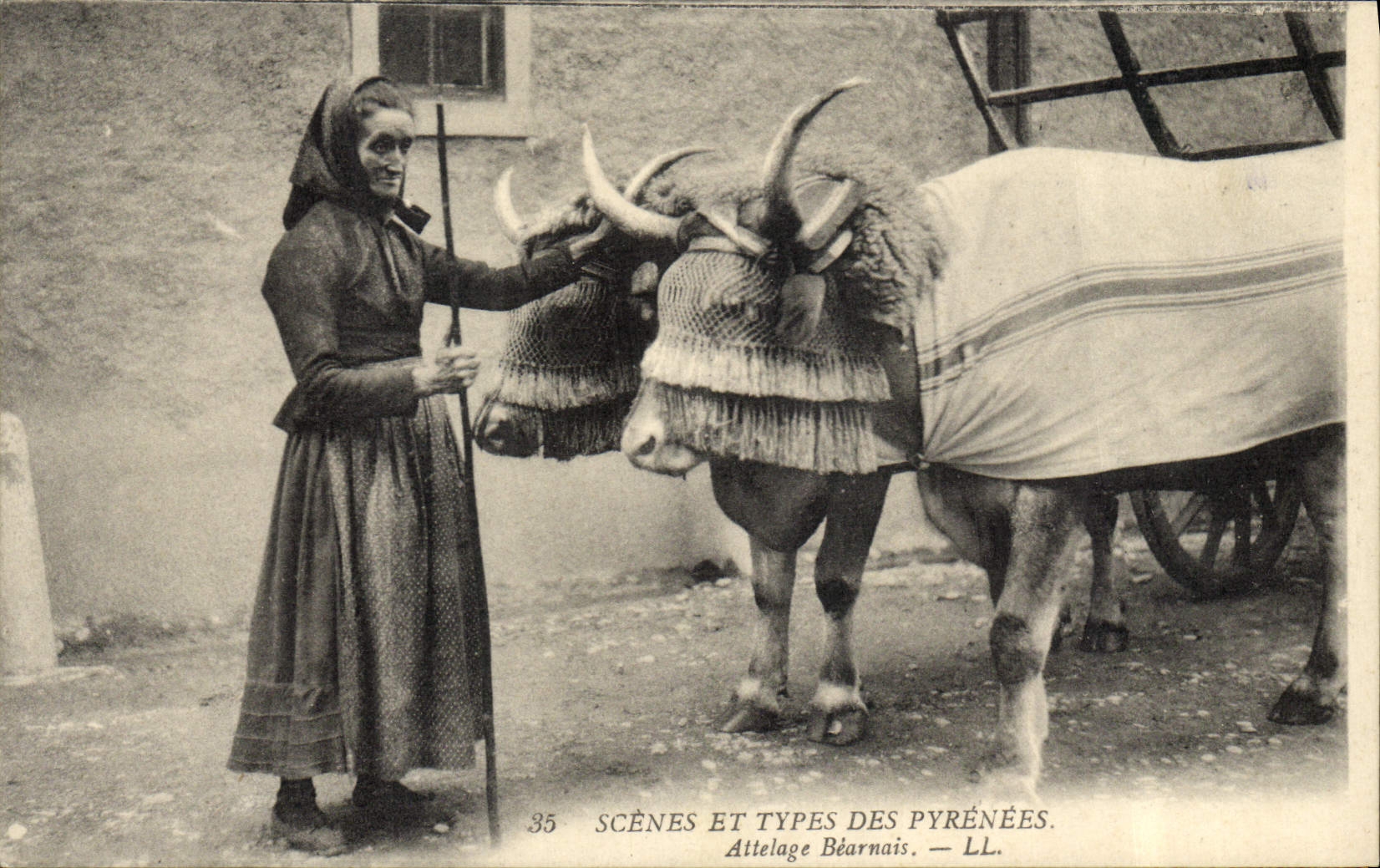 VINTAGE POSTCARD Coach Inhabitant of Béarn the Pyrenees Oxen