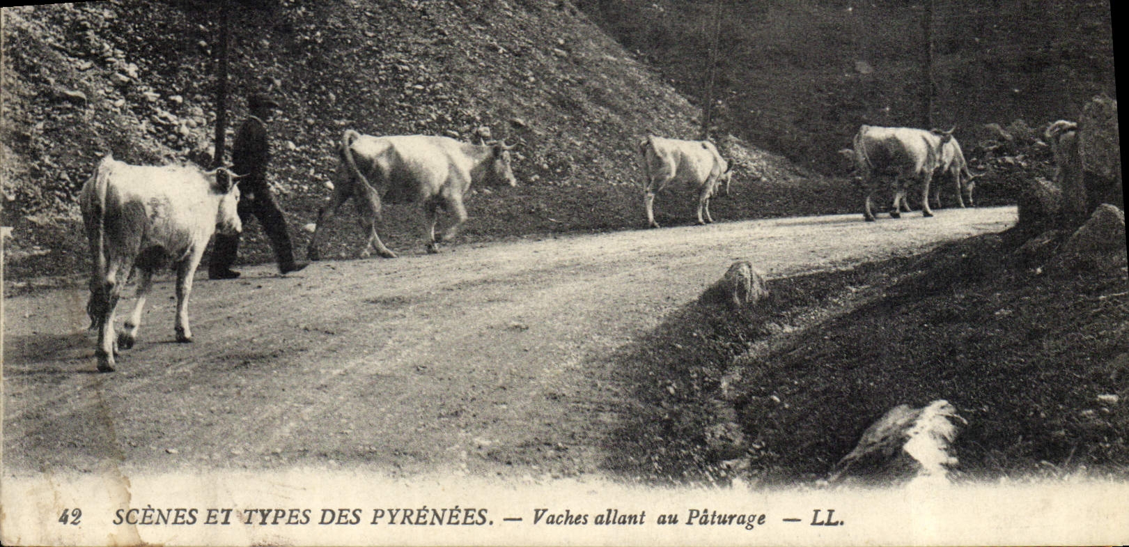 CPA Pyrenees Vaches allant au paturage 