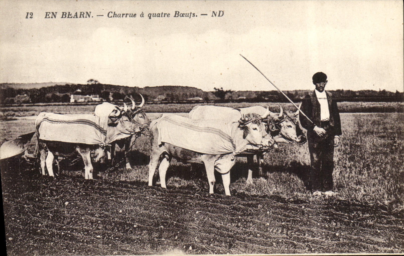 VINTAGE POSTCARD Attelage In Bearn Charrue has four oxen