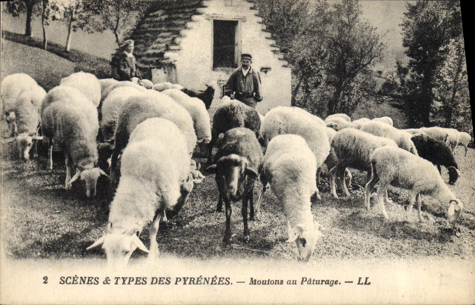 VINTAGE POSTCARD the Pyrenees Sheep in pasture
