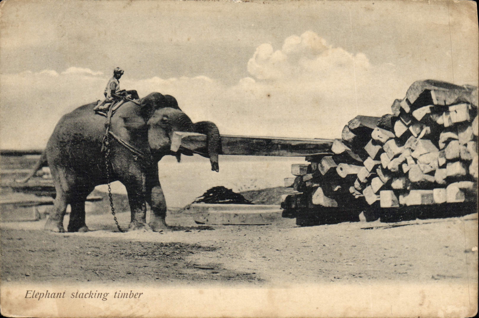CPA Elephant stacking timber