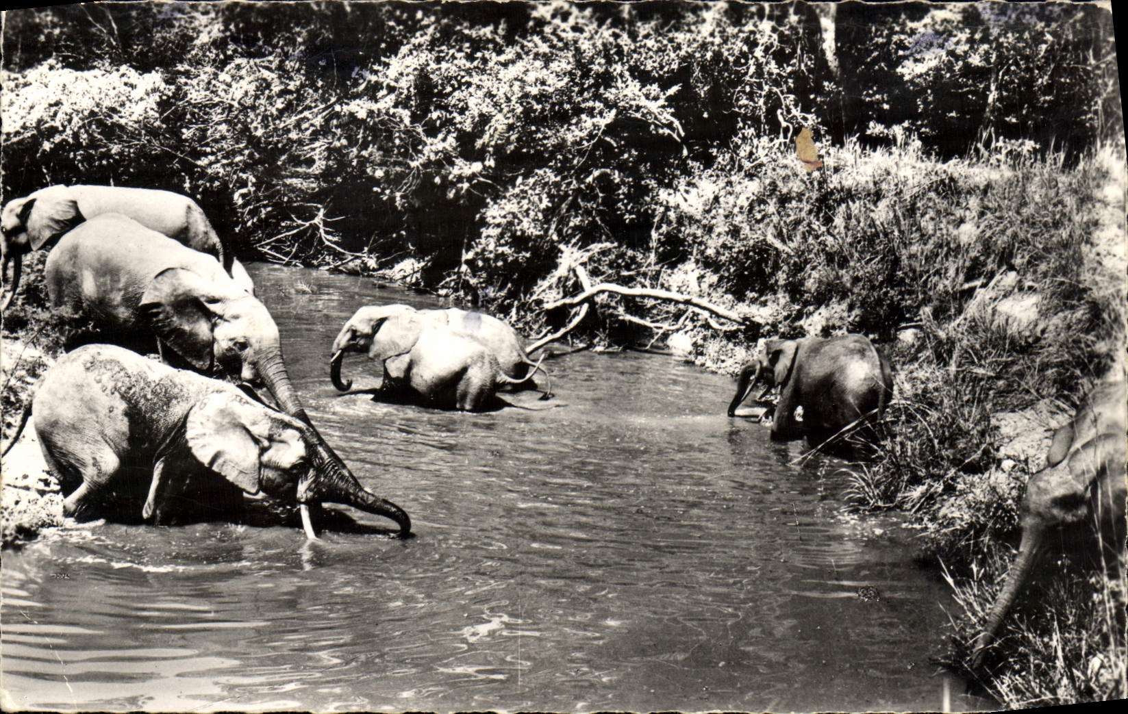 CPM Elephant Troupeau d'elephants au bain Faune africaine