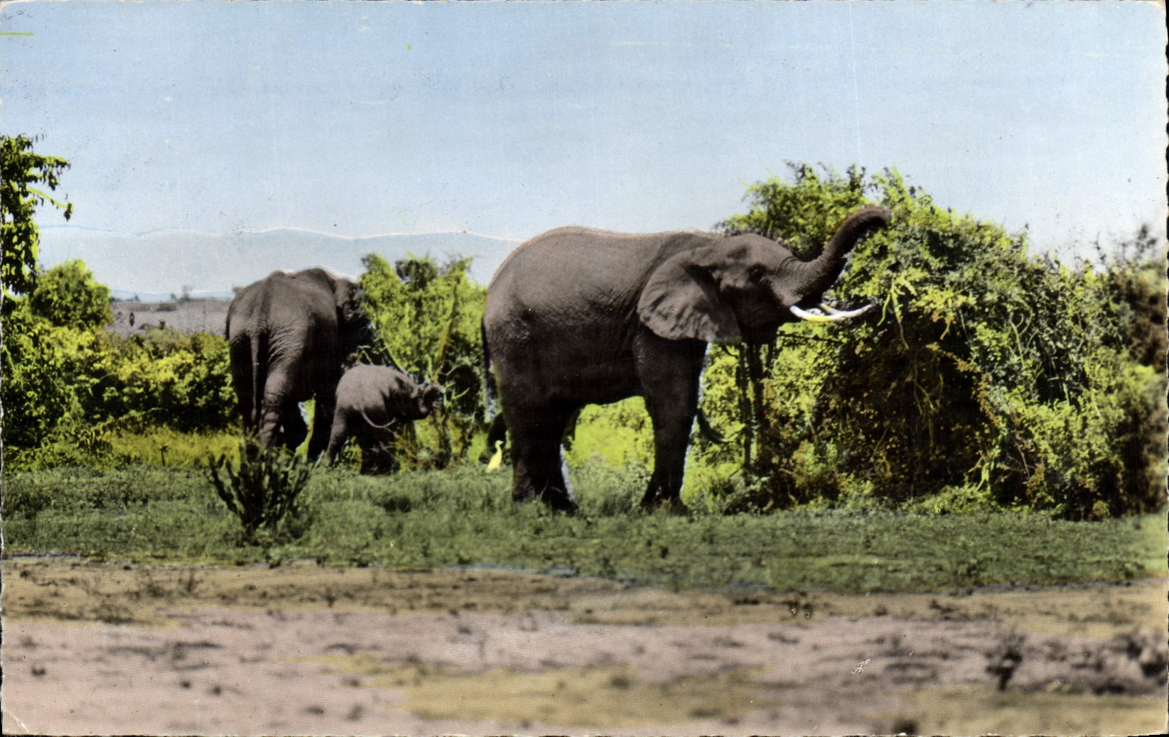 CPM Faune africaine Elephants