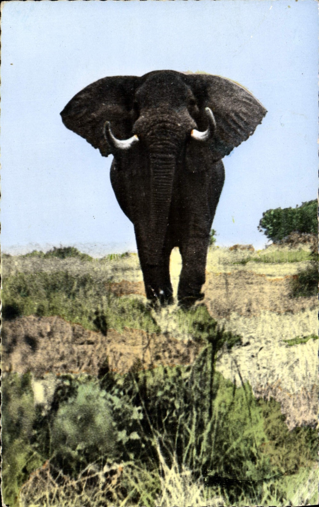 CPM Faune africaine Elephant pret a charger